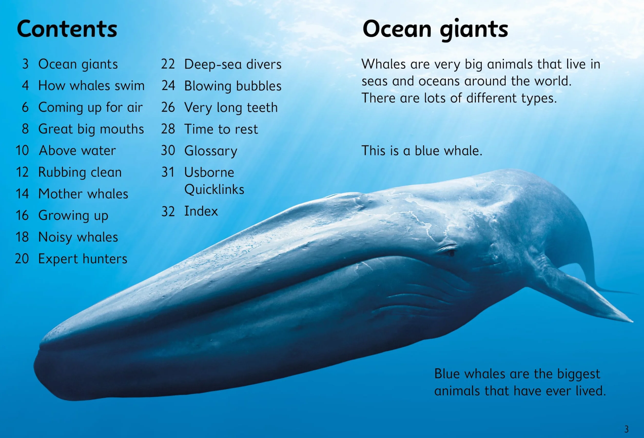 Beginners Whales