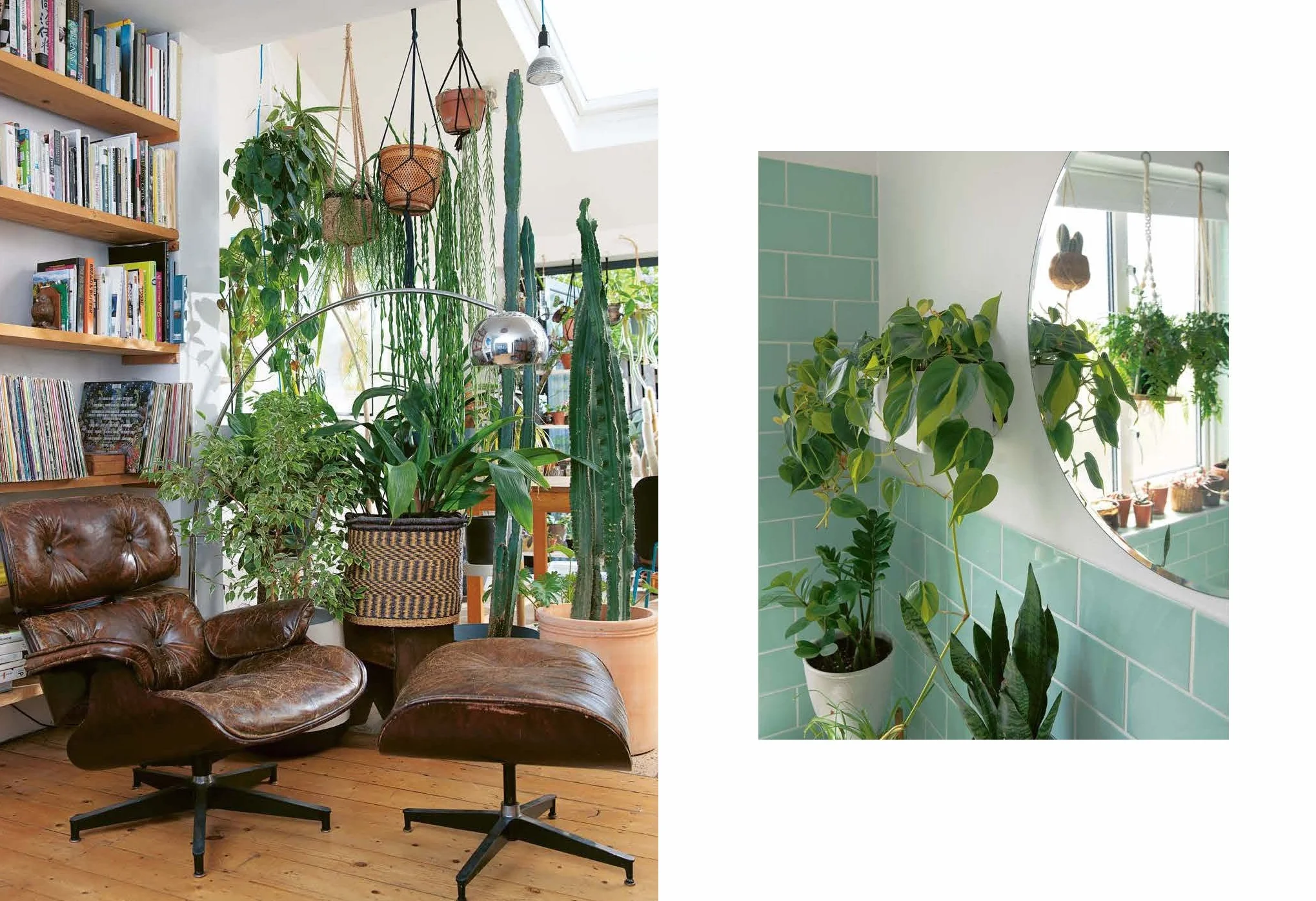 The Plant Rescuer: The book your houseplants want you to read
