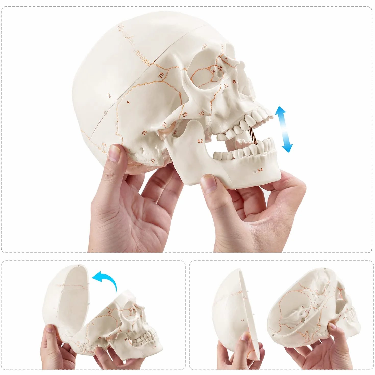 Anatomiczny model naturalnej wielkości ludzkiej czaszki ulepszony za pomocą najnowszych laserowo grawerowanych czcionek, bez odręcznego pisania, bez zadziorów dla studentów medycyny