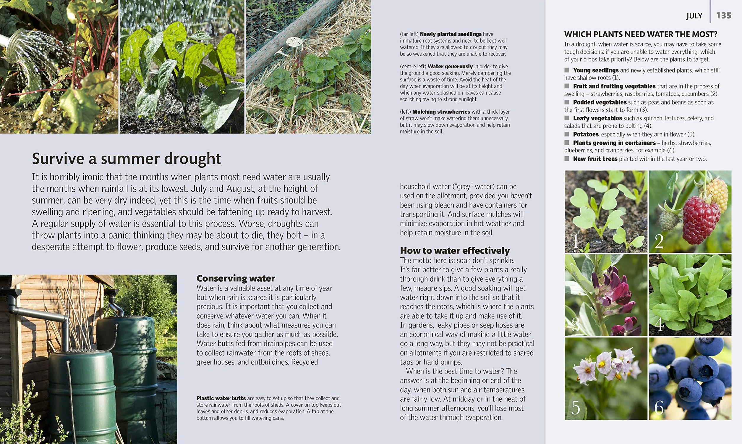Allotment Month By Month: Grow your Own Fruit and Vegetables, Know What to do When