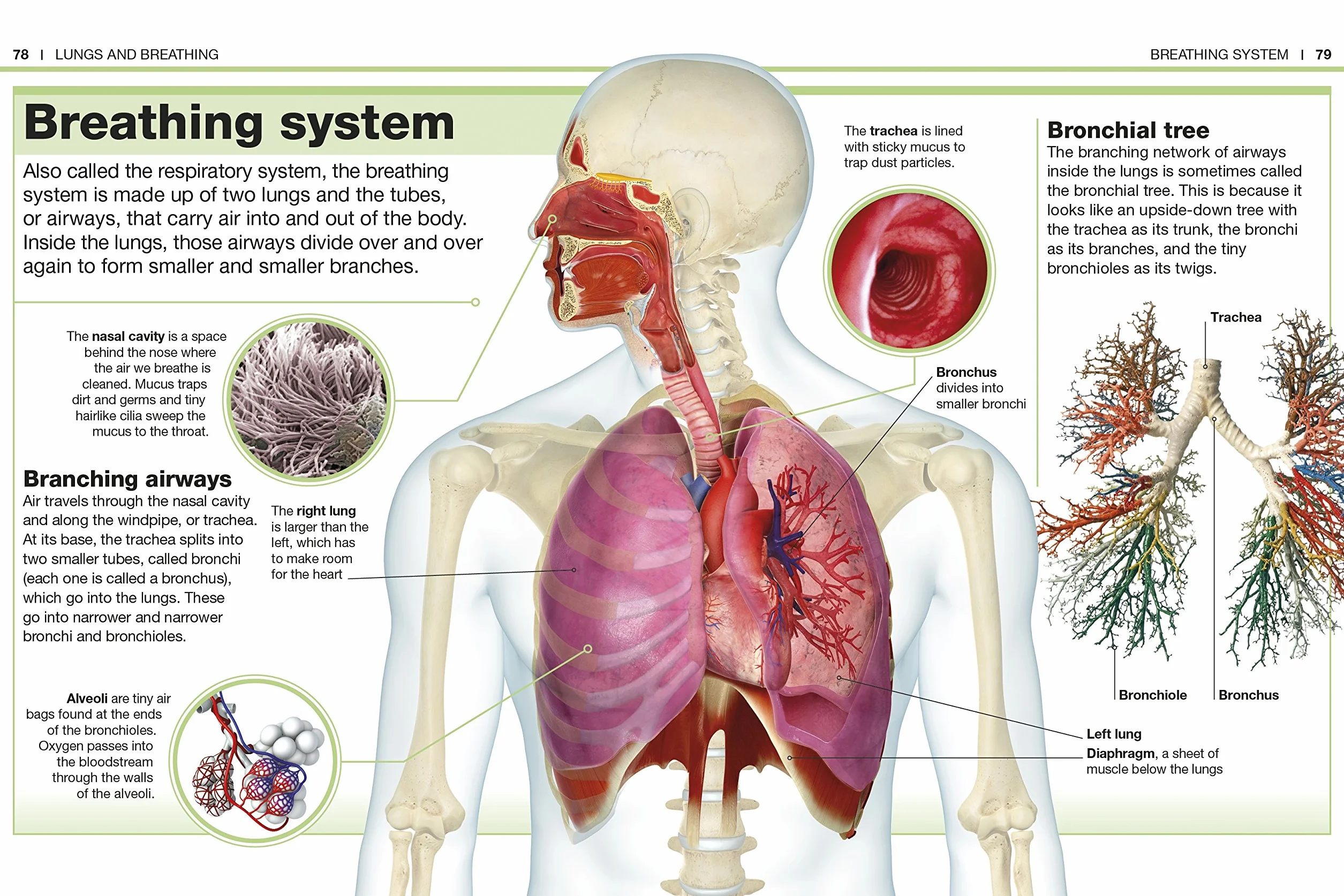 Pocket Eyewitness Human Body: Facts at Your Fingertips