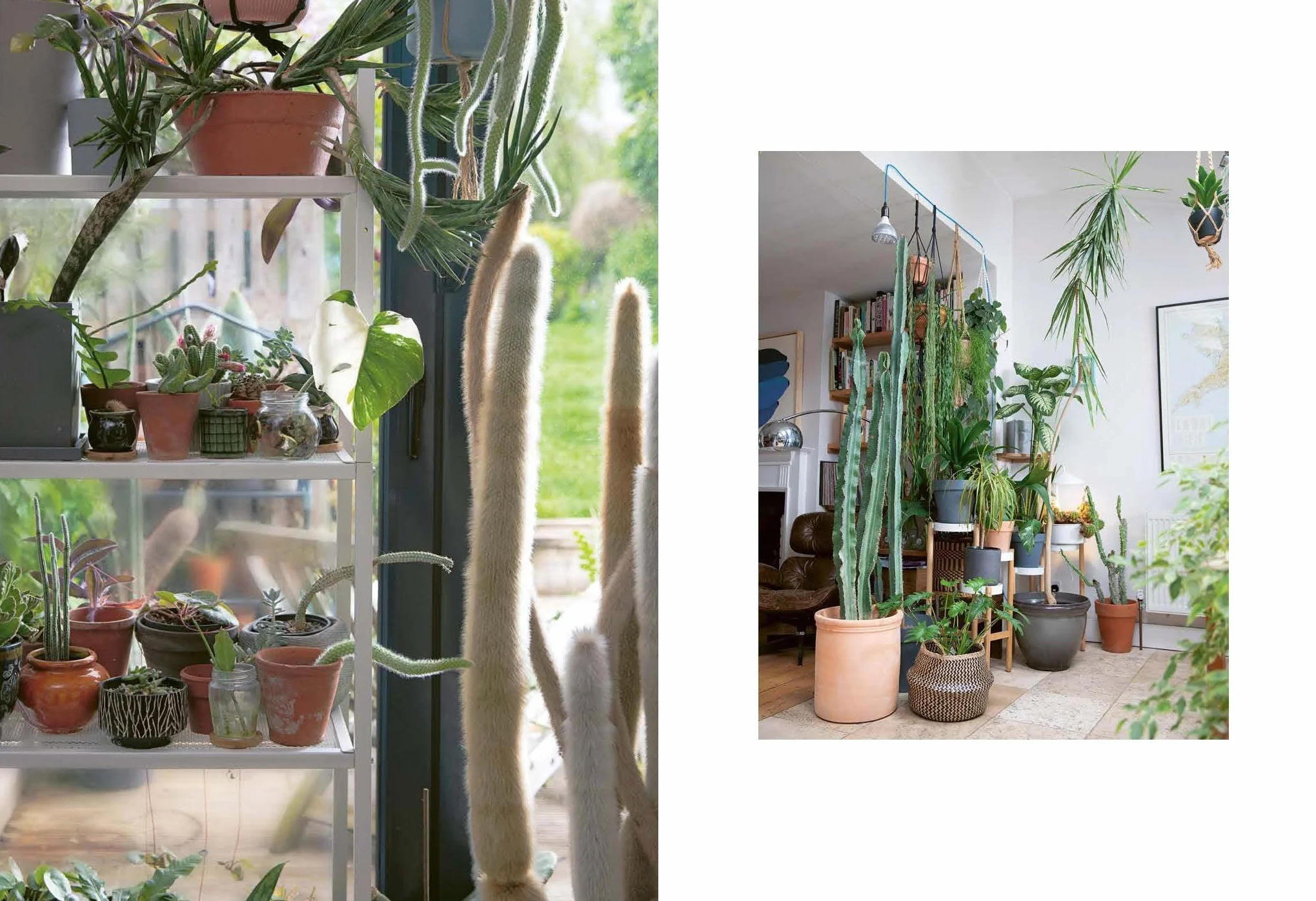 The Plant Rescuer: The book your houseplants want you to read