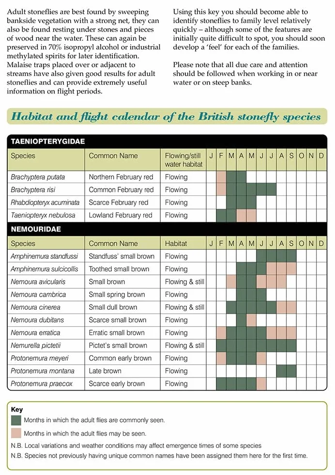 Guide to the British Stonefly (plecoptera) Families: Adults and Larvae