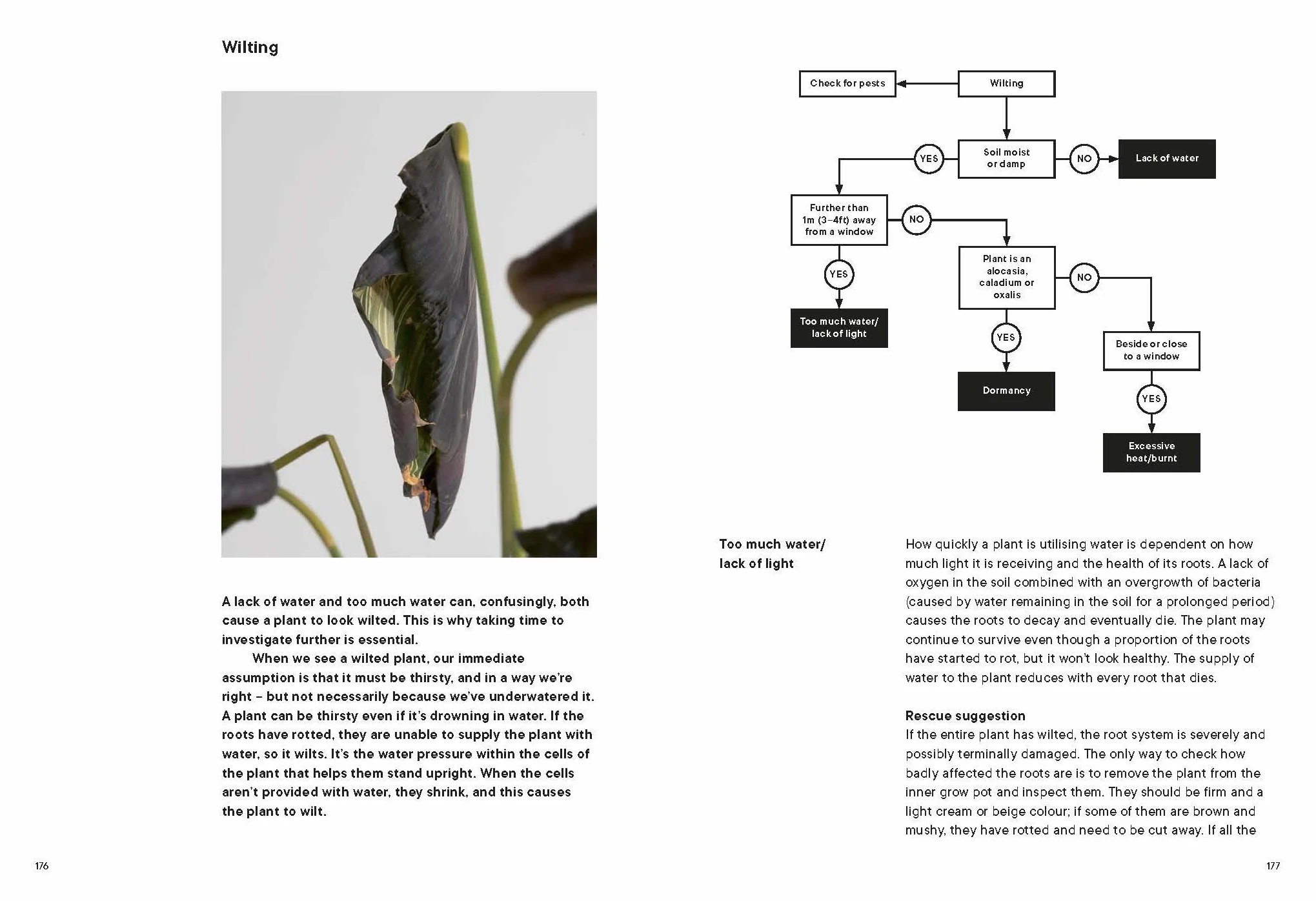 The Plant Rescuer: The book your houseplants want you to read