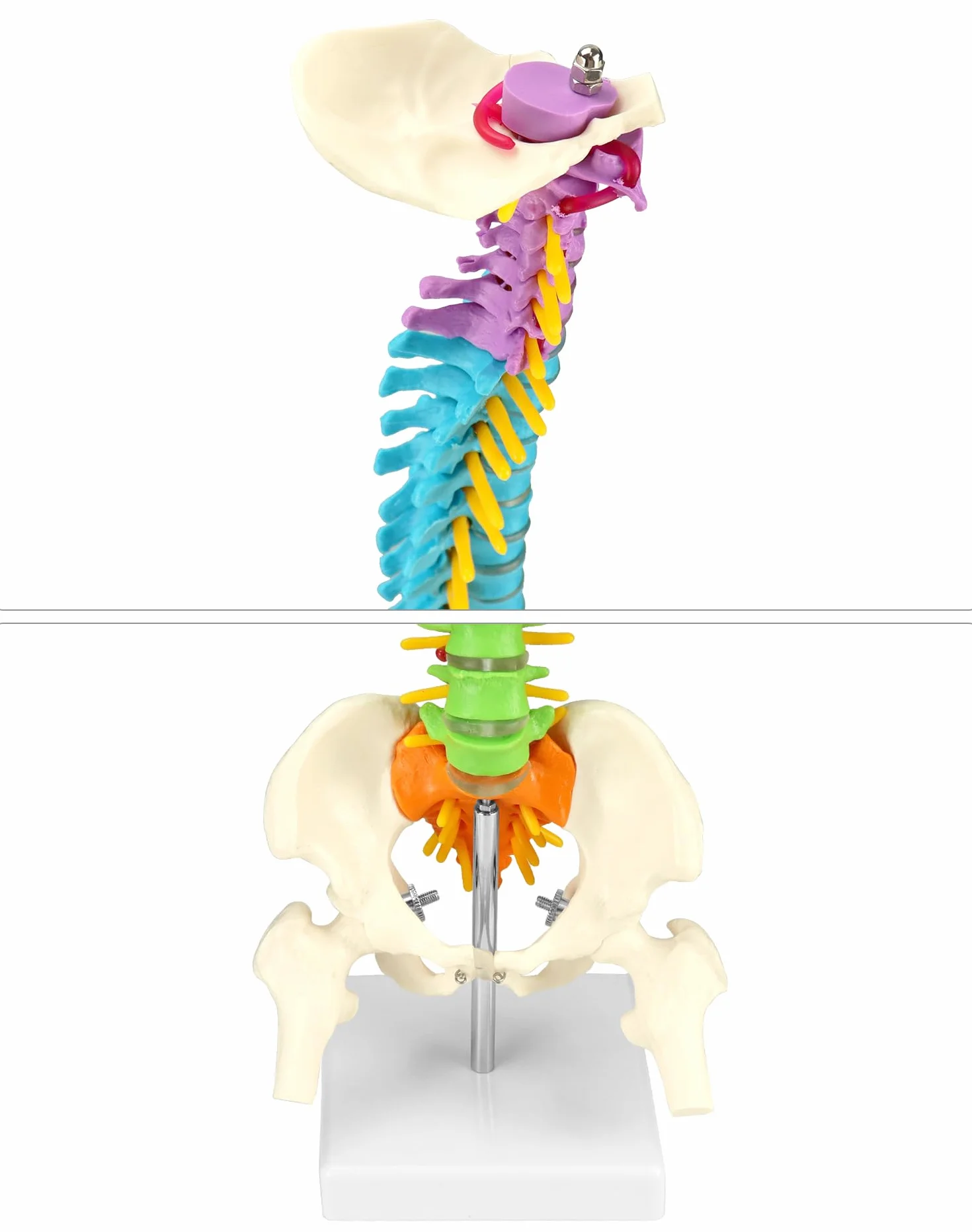 QWORK® Elastyczny model kręgosłupa ludzkiego z nerwami rdzeniowymi miednicy i kości udowych Model anatomiczny kręgosłupa dla studentów medycyny, lekarzy i nauczycieli-45 cm