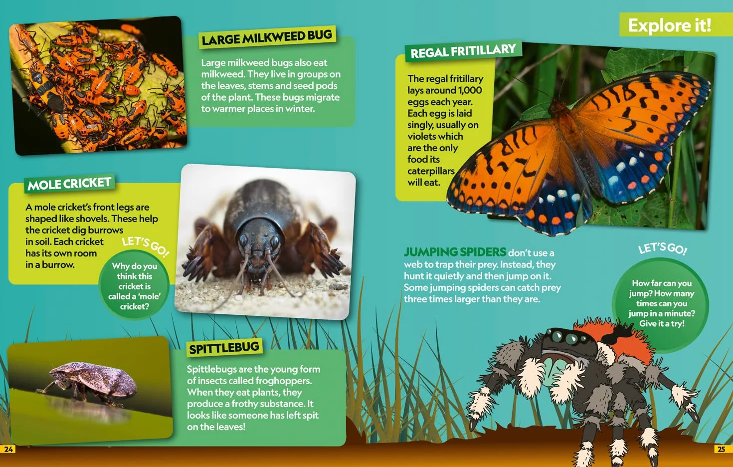 Insects Find it! Explore it!: More than 250 things to find, facts and photos!