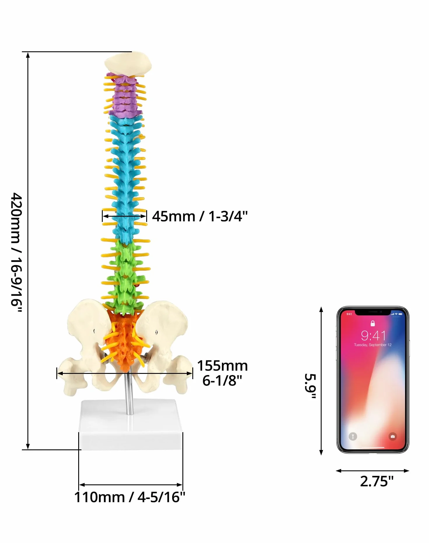 QWORK® Elastyczny model kręgosłupa ludzkiego z nerwami rdzeniowymi miednicy i kości udowych Model anatomiczny kręgosłupa dla studentów medycyny, lekarzy i nauczycieli-45 cm