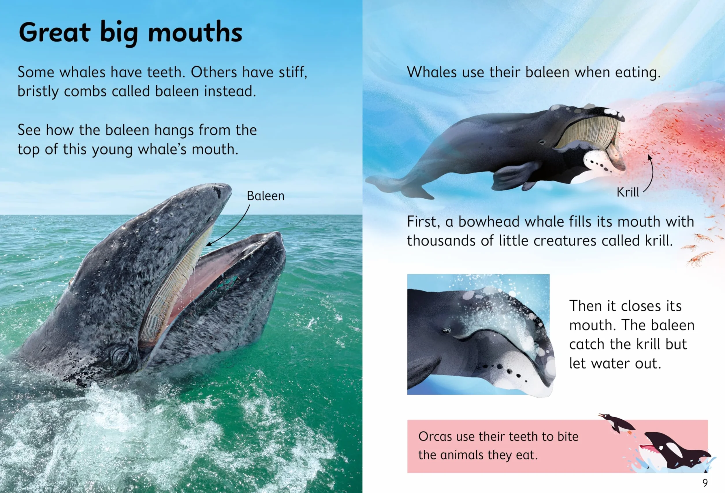Beginners Whales