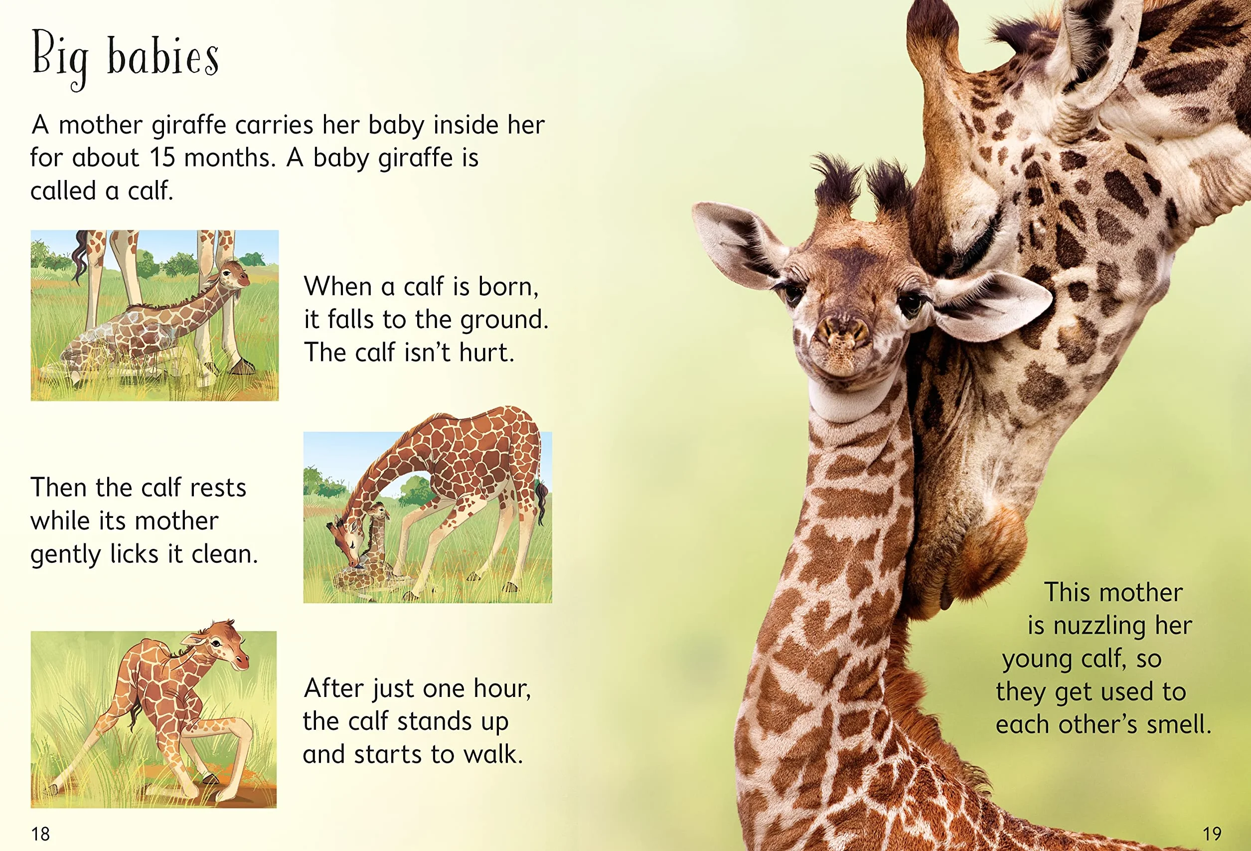 Giraffes (Beginners)