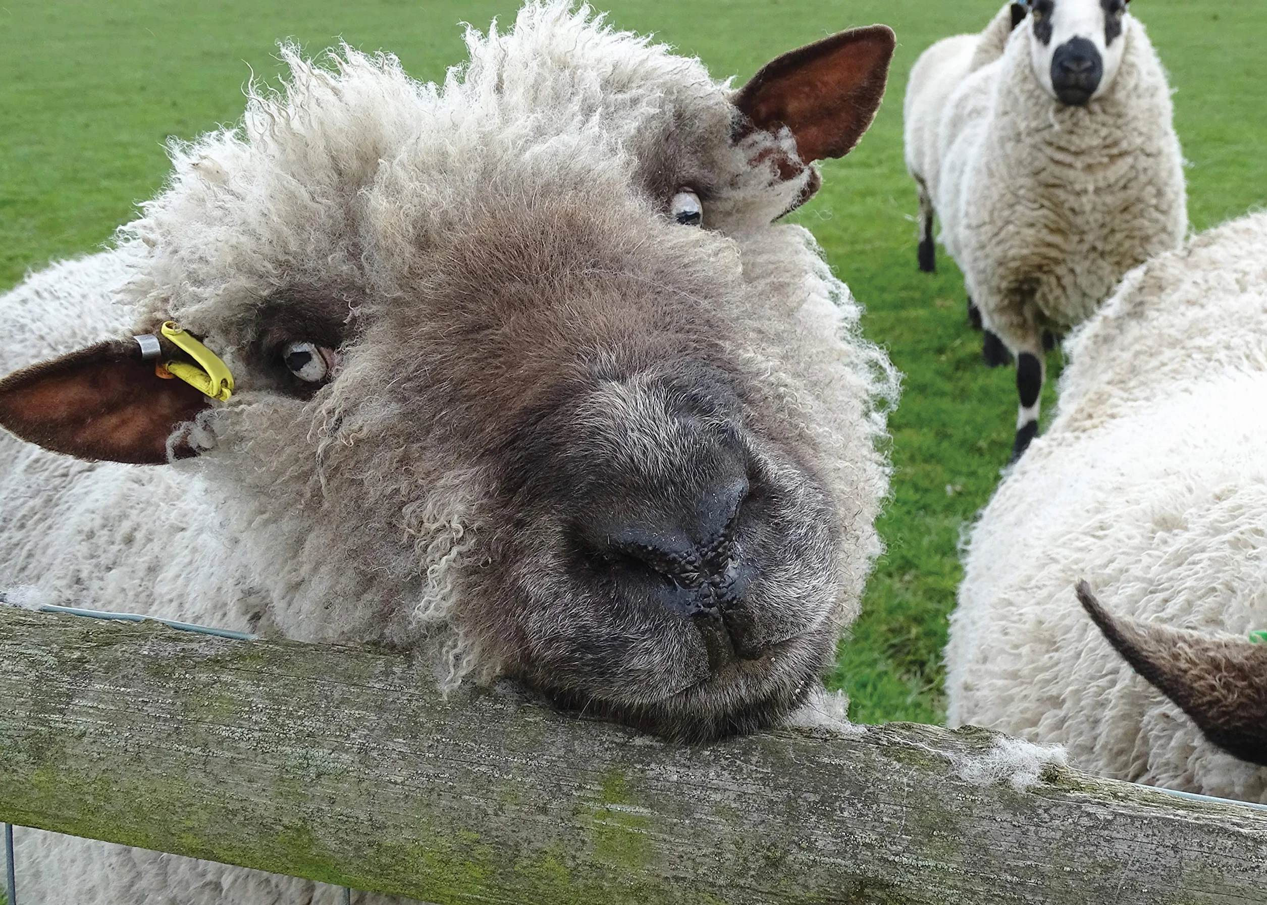 Know Your Sheep