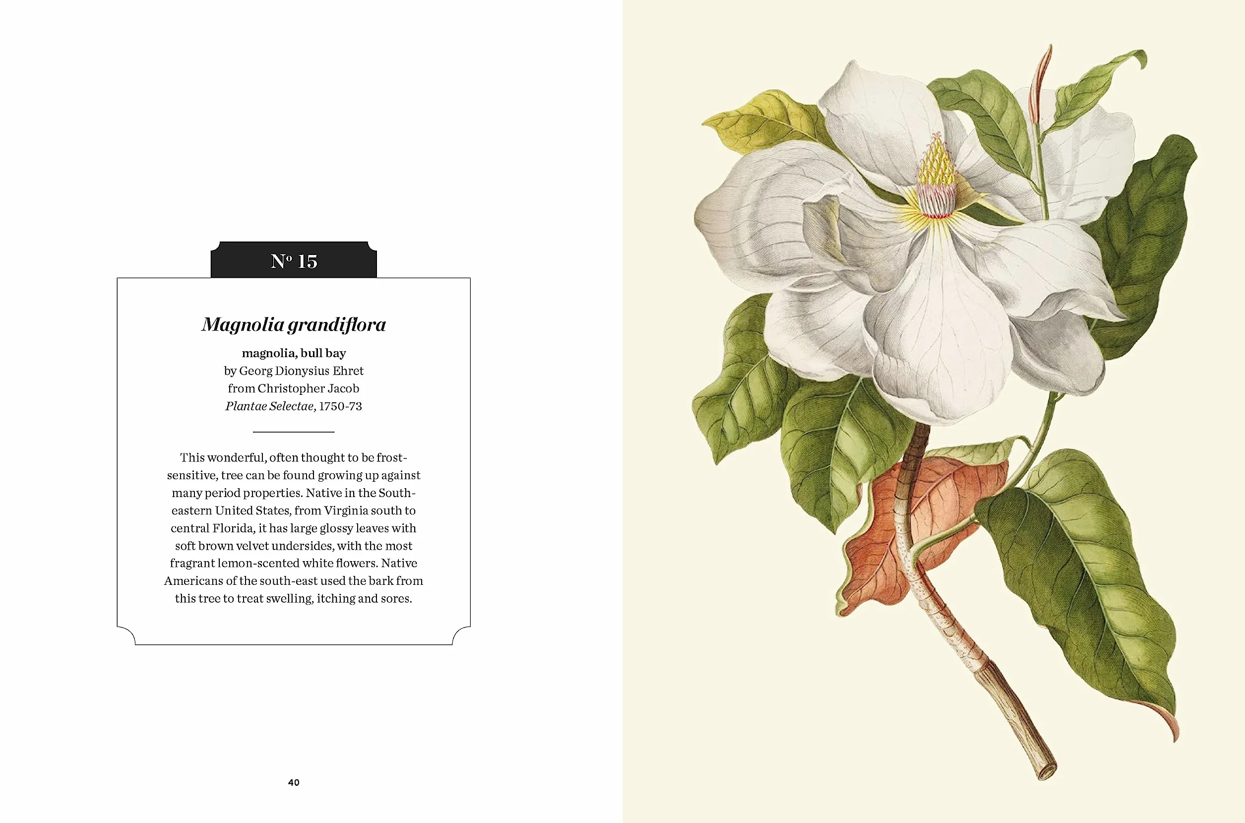 Kew Pocketbooks: Trees