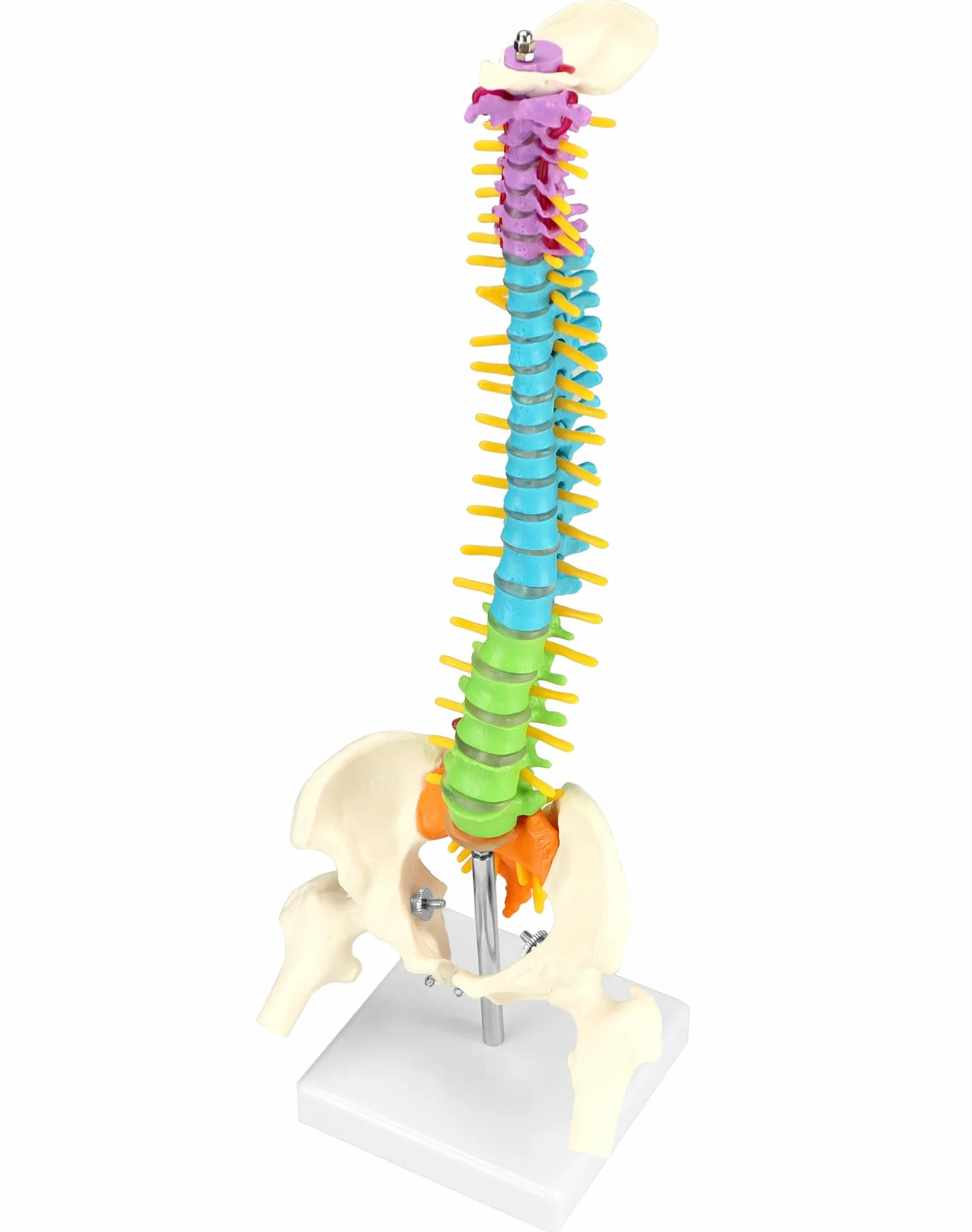 QWORK® Elastyczny model kręgosłupa ludzkiego z nerwami rdzeniowymi miednicy i kości udowych Model anatomiczny kręgosłupa dla studentów medycyny, lekarzy i nauczycieli-45 cm