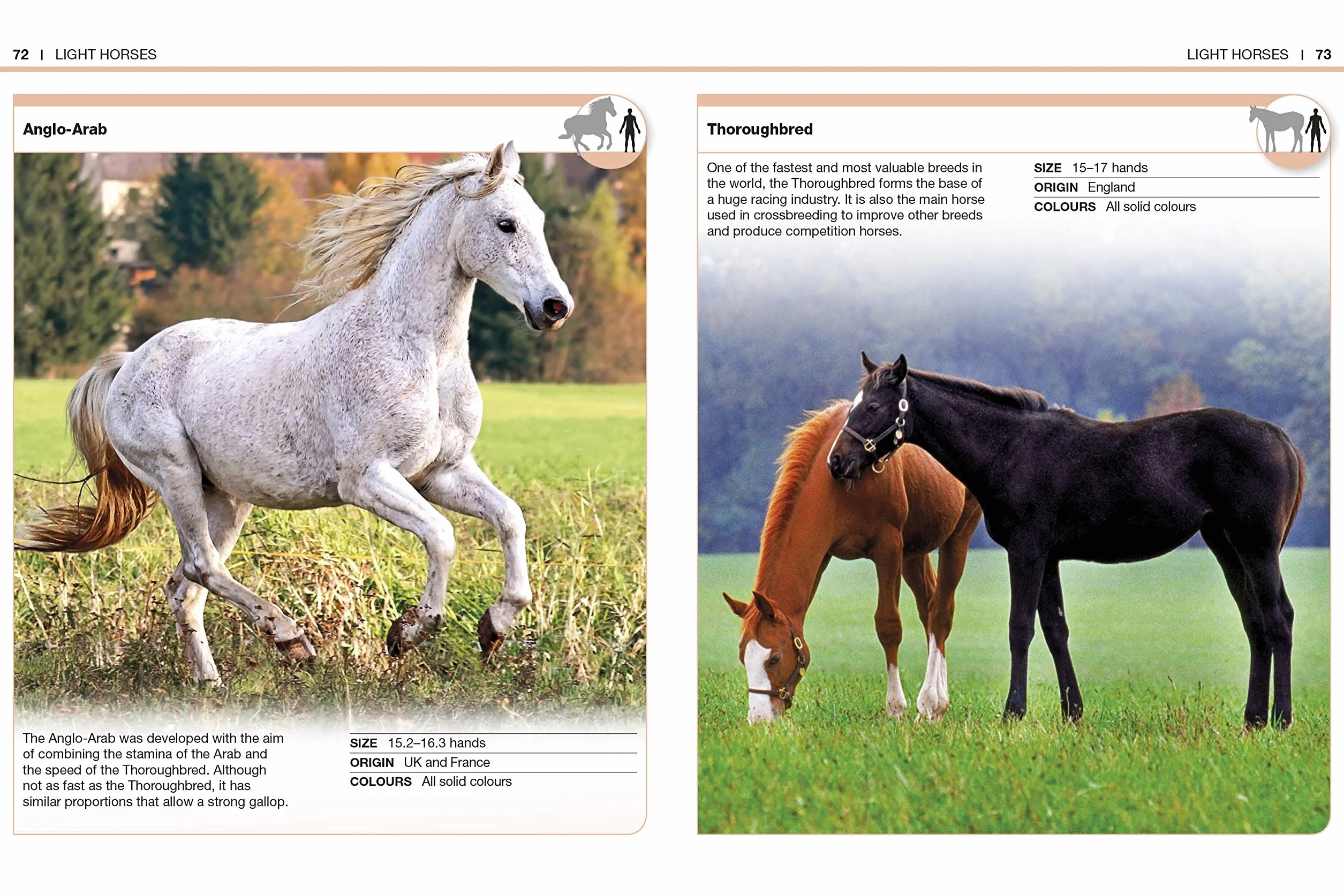 Pocket Eyewitness Horses: Facts at Your Fingertips