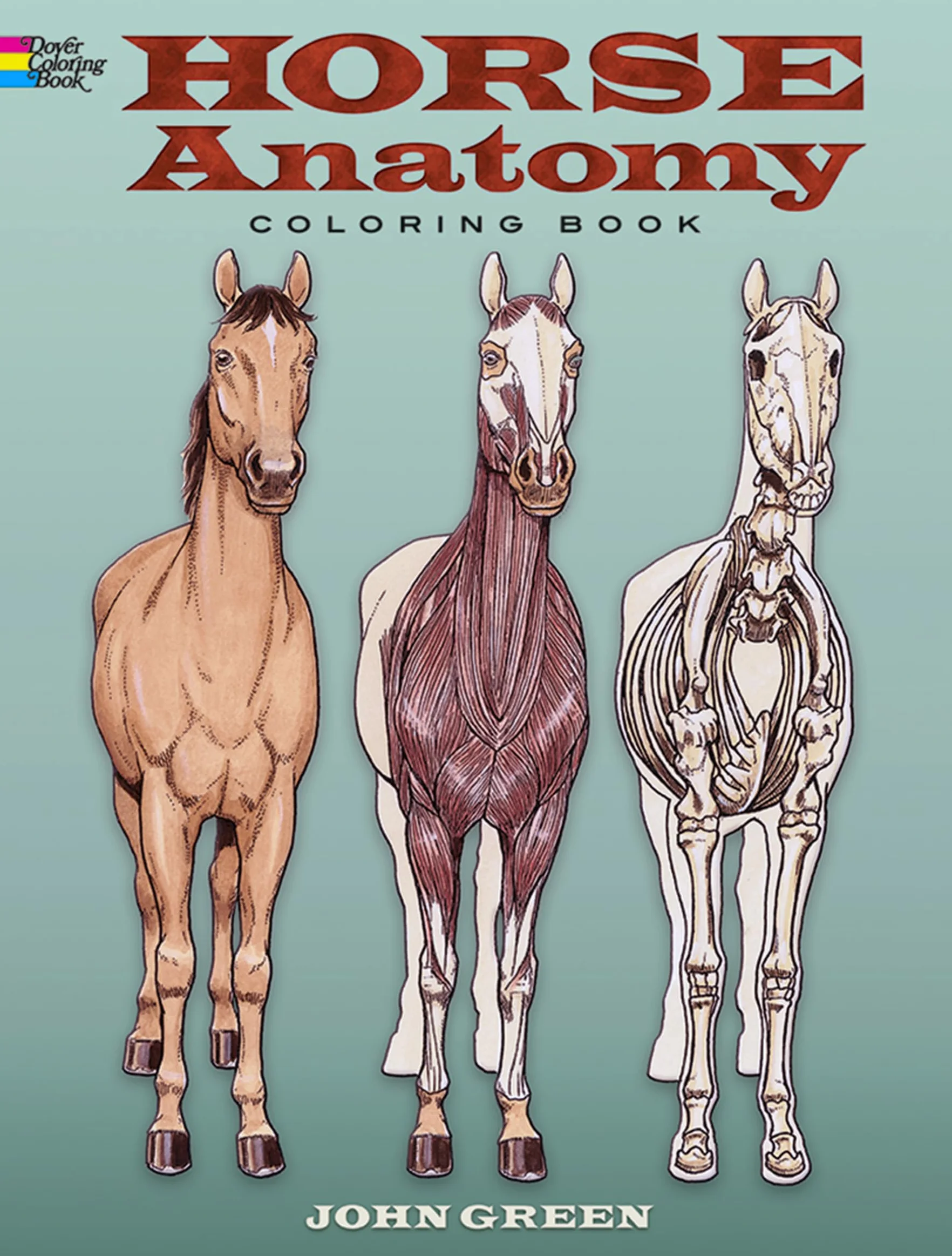 Horse Anatomy