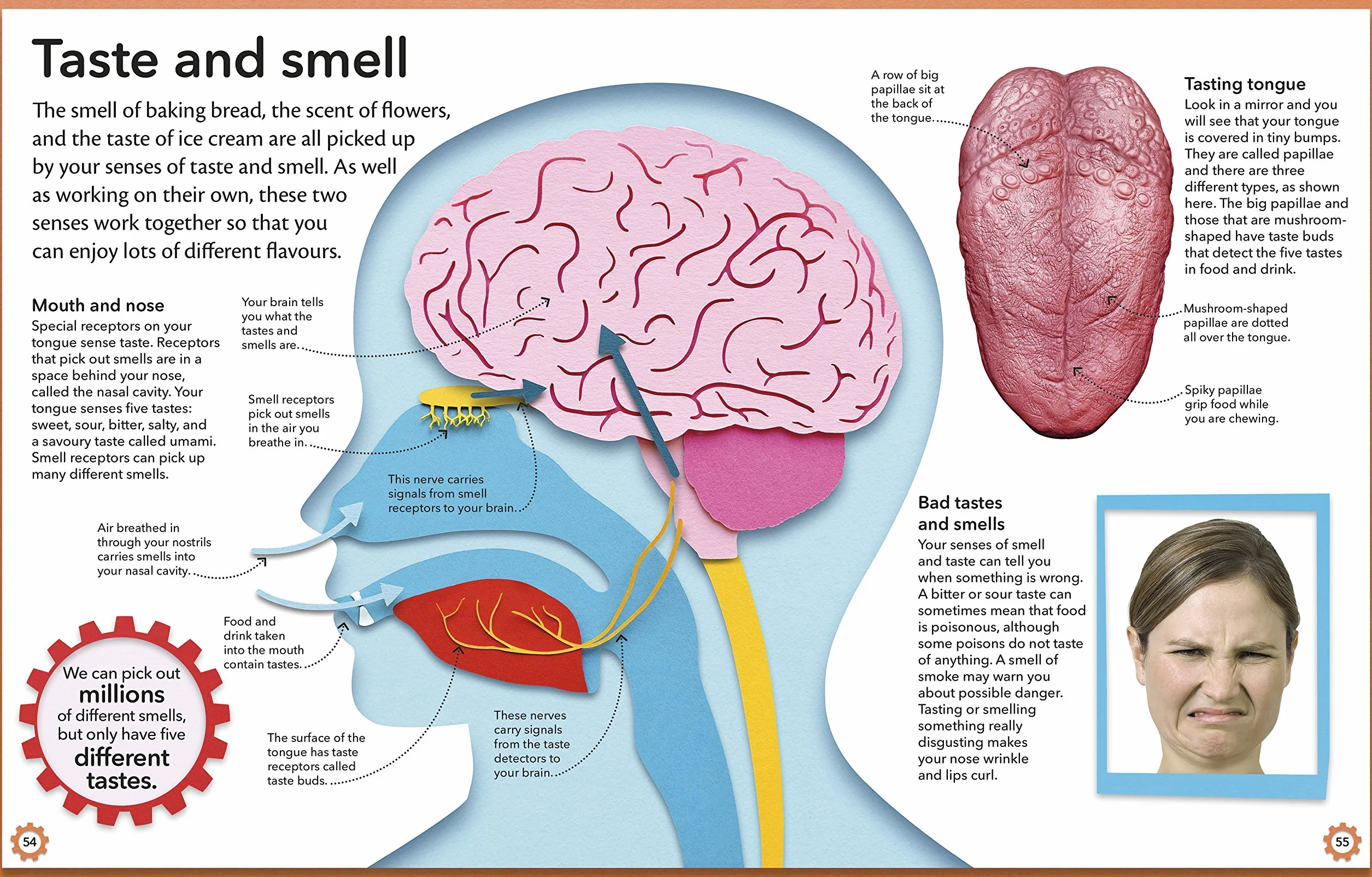 My Amazing Body Machine: A Colourful Visual Guide to How your Body Works