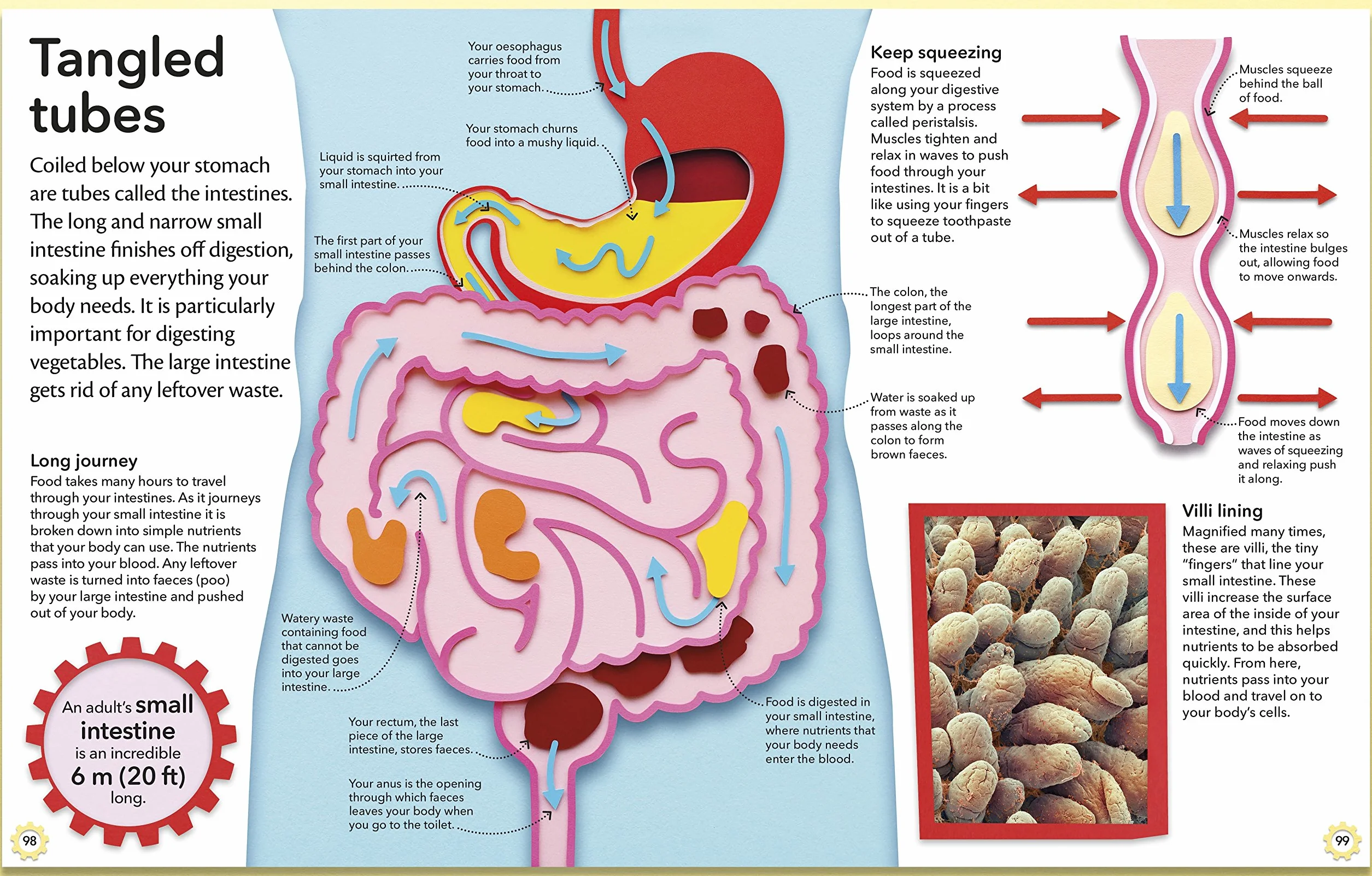My Amazing Body Machine: A Colourful Visual Guide to How your Body Works