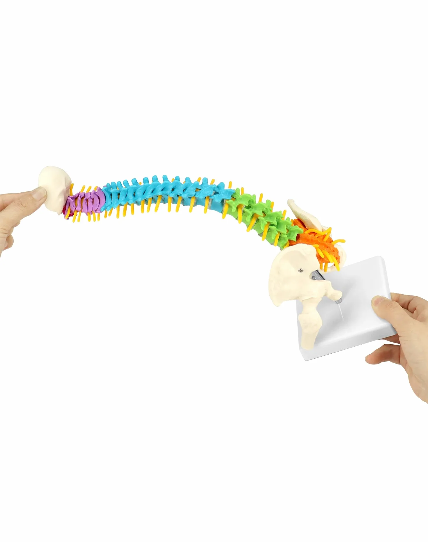QWORK® Elastyczny model kręgosłupa ludzkiego z nerwami rdzeniowymi miednicy i kości udowych Model anatomiczny kręgosłupa dla studentów medycyny, lekarzy i nauczycieli-45 cm