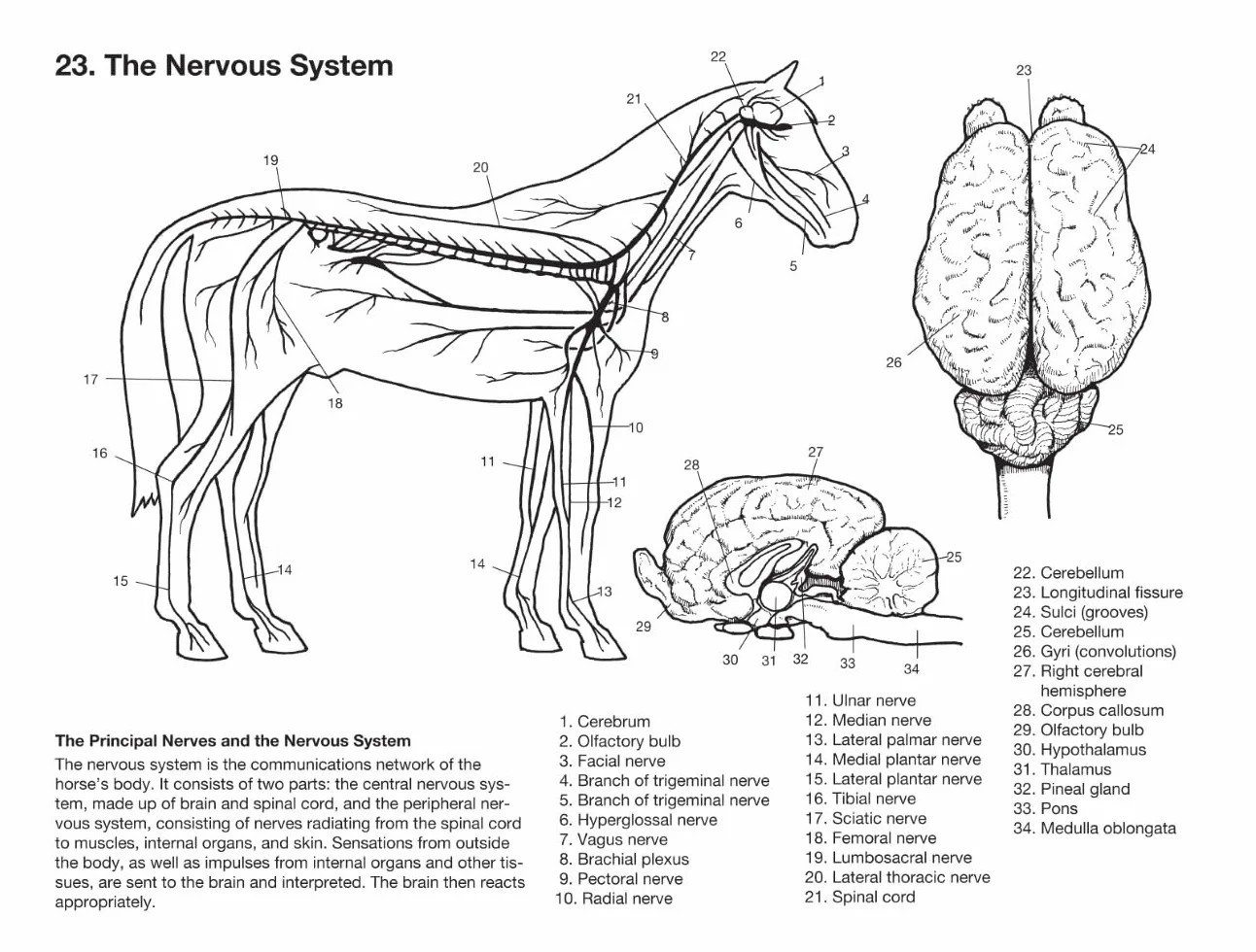 Horse Anatomy