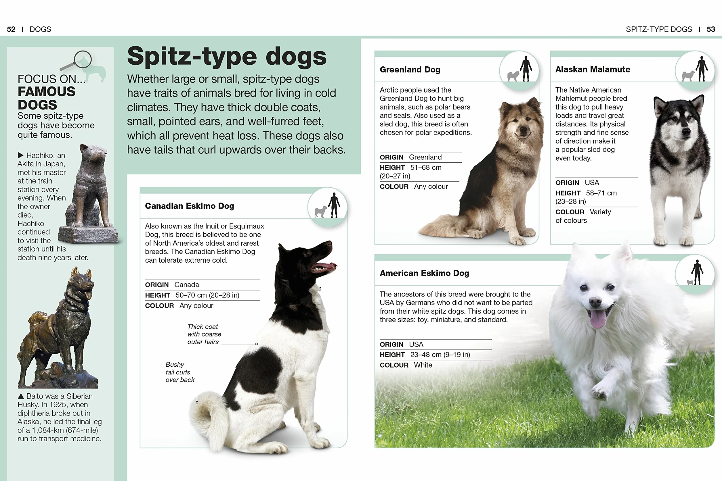 Pocket Eyewitness Dogs: Facts at Your Fingertips
