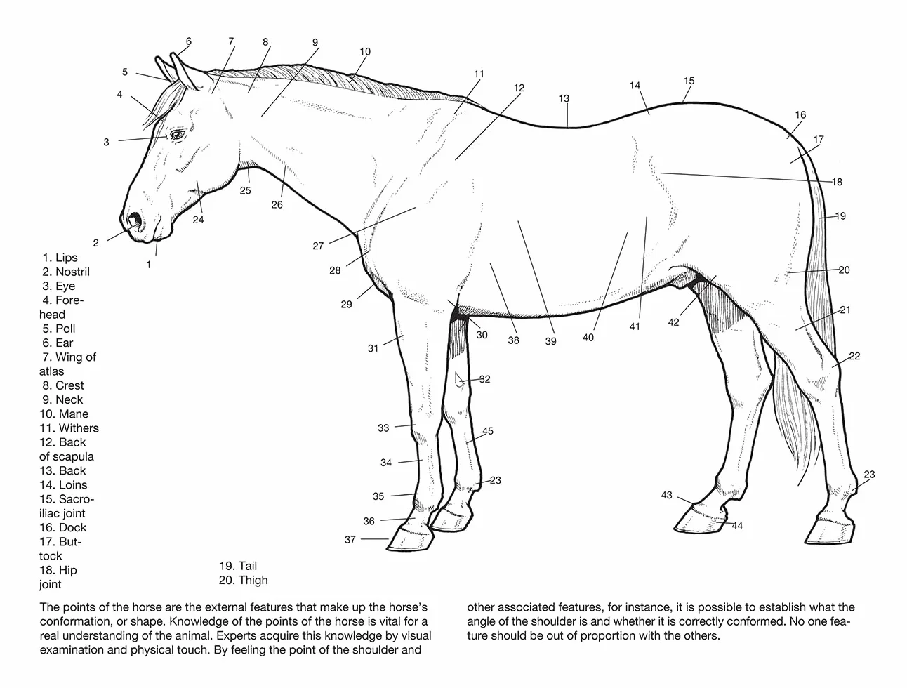 Horse Anatomy