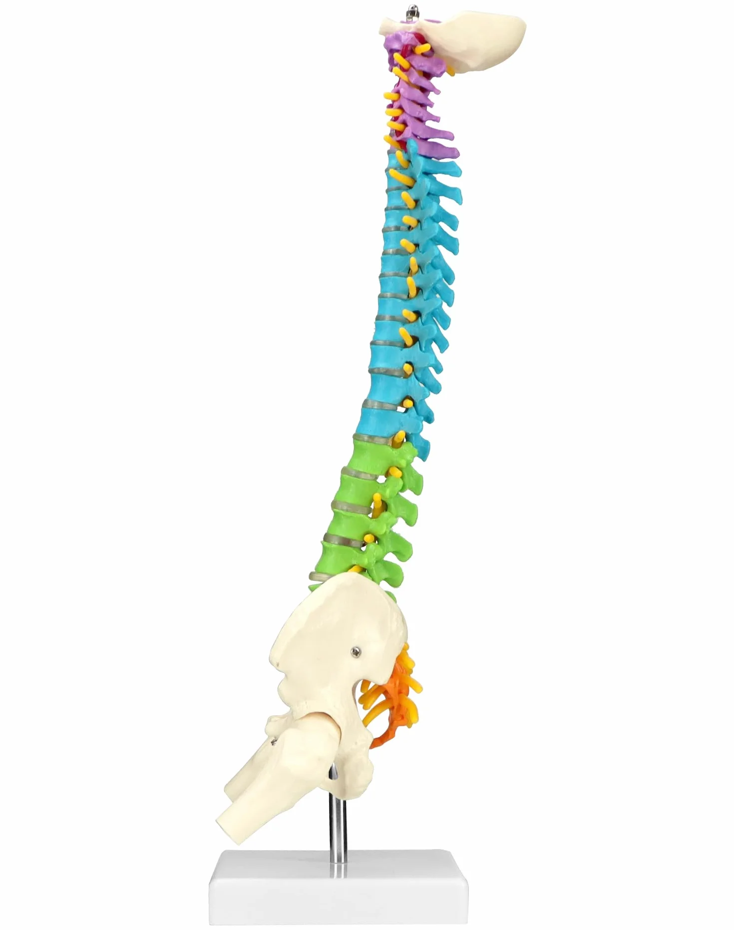 QWORK® Elastyczny model kręgosłupa ludzkiego z nerwami rdzeniowymi miednicy i kości udowych Model anatomiczny kręgosłupa dla studentów medycyny, lekarzy i nauczycieli-45 cm