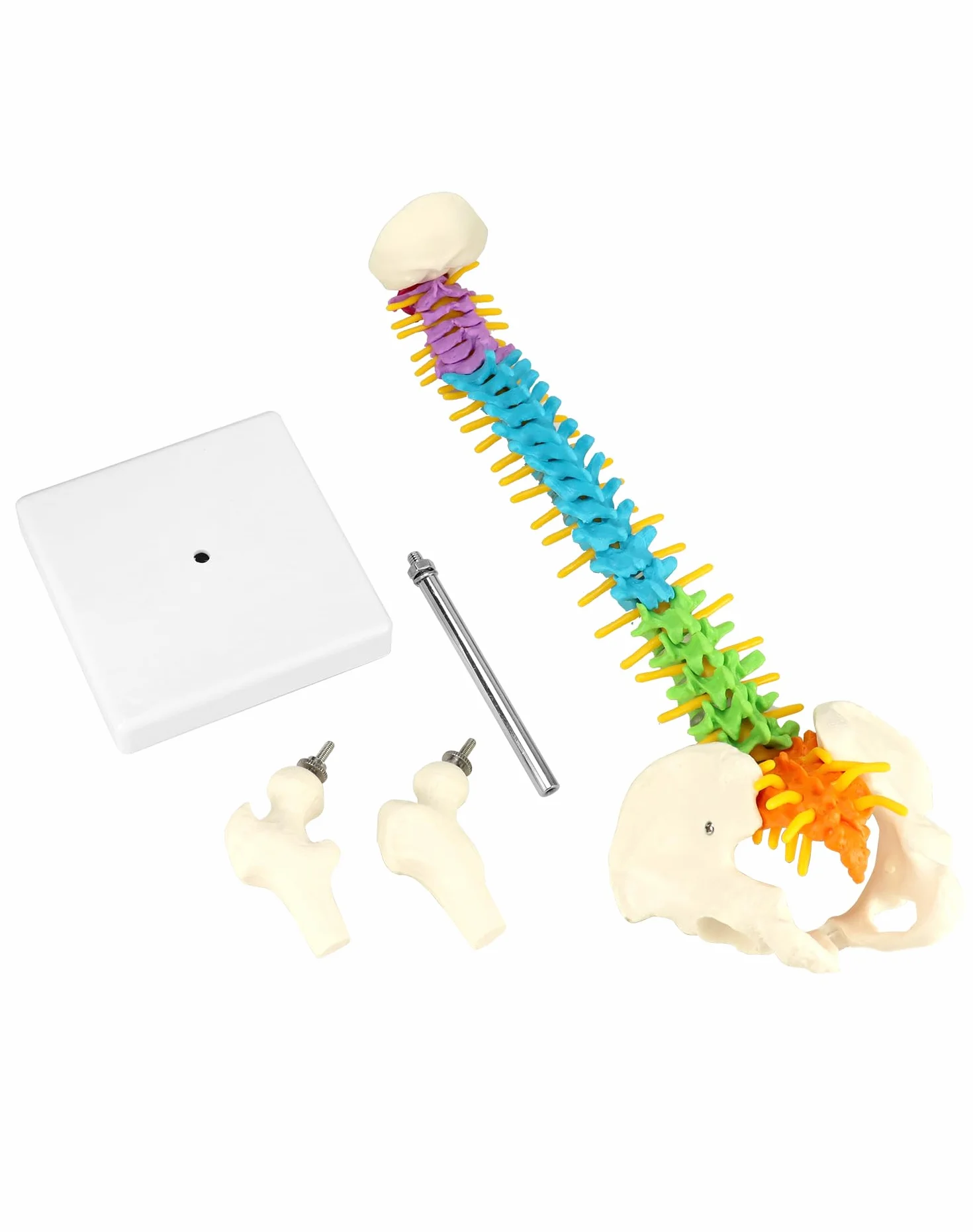 QWORK® Elastyczny model kręgosłupa ludzkiego z nerwami rdzeniowymi miednicy i kości udowych Model anatomiczny kręgosłupa dla studentów medycyny, lekarzy i nauczycieli-45 cm