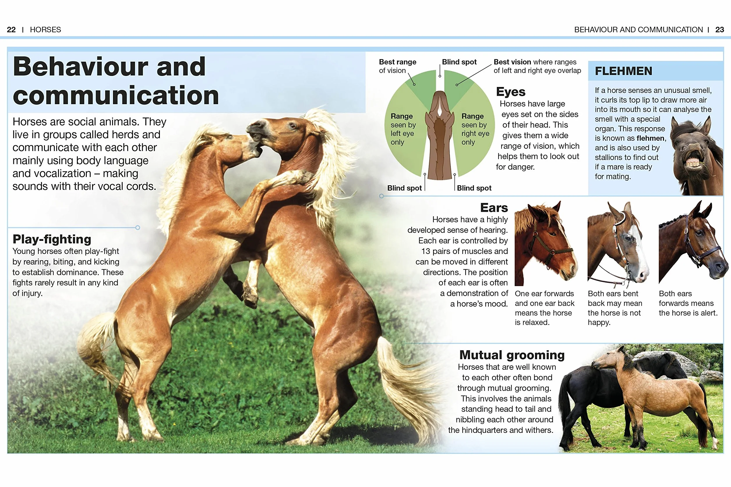 Pocket Eyewitness Horses: Facts at Your Fingertips