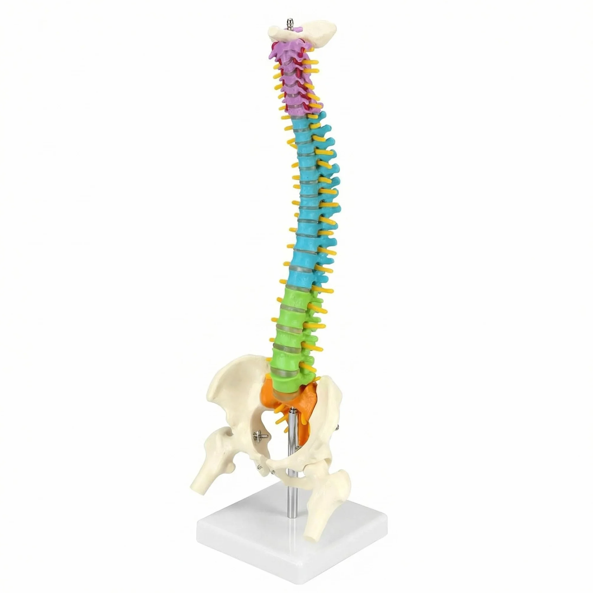 QWORK® Elastyczny model kręgosłupa ludzkiego z nerwami rdzeniowymi miednicy i kości udowych Model anatomiczny kręgosłupa dla studentów medycyny, lekarzy i nauczycieli-45 cm