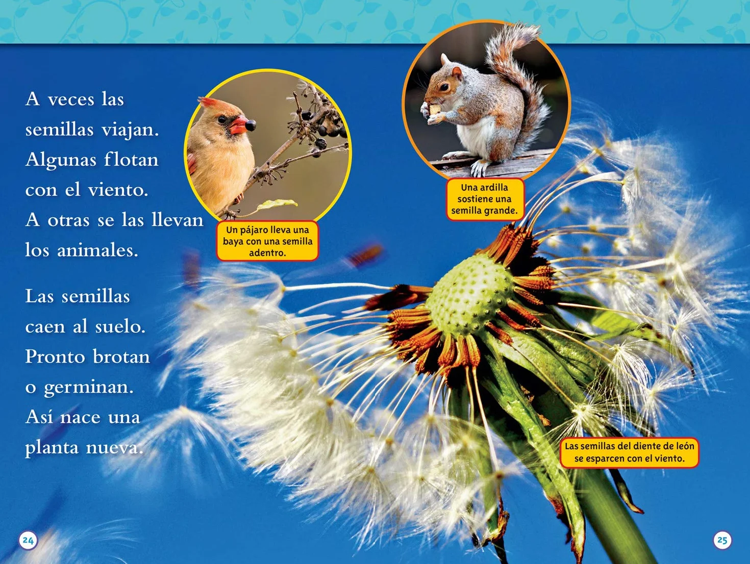 De Semilla a Planta (L1)