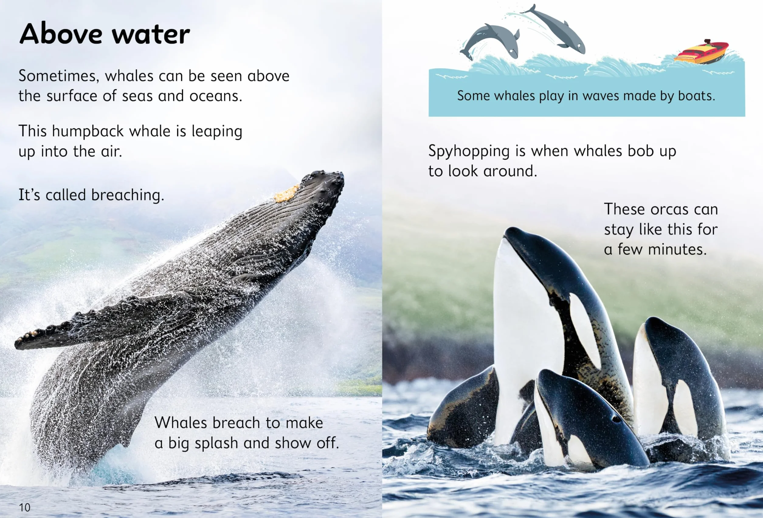 Beginners Whales
