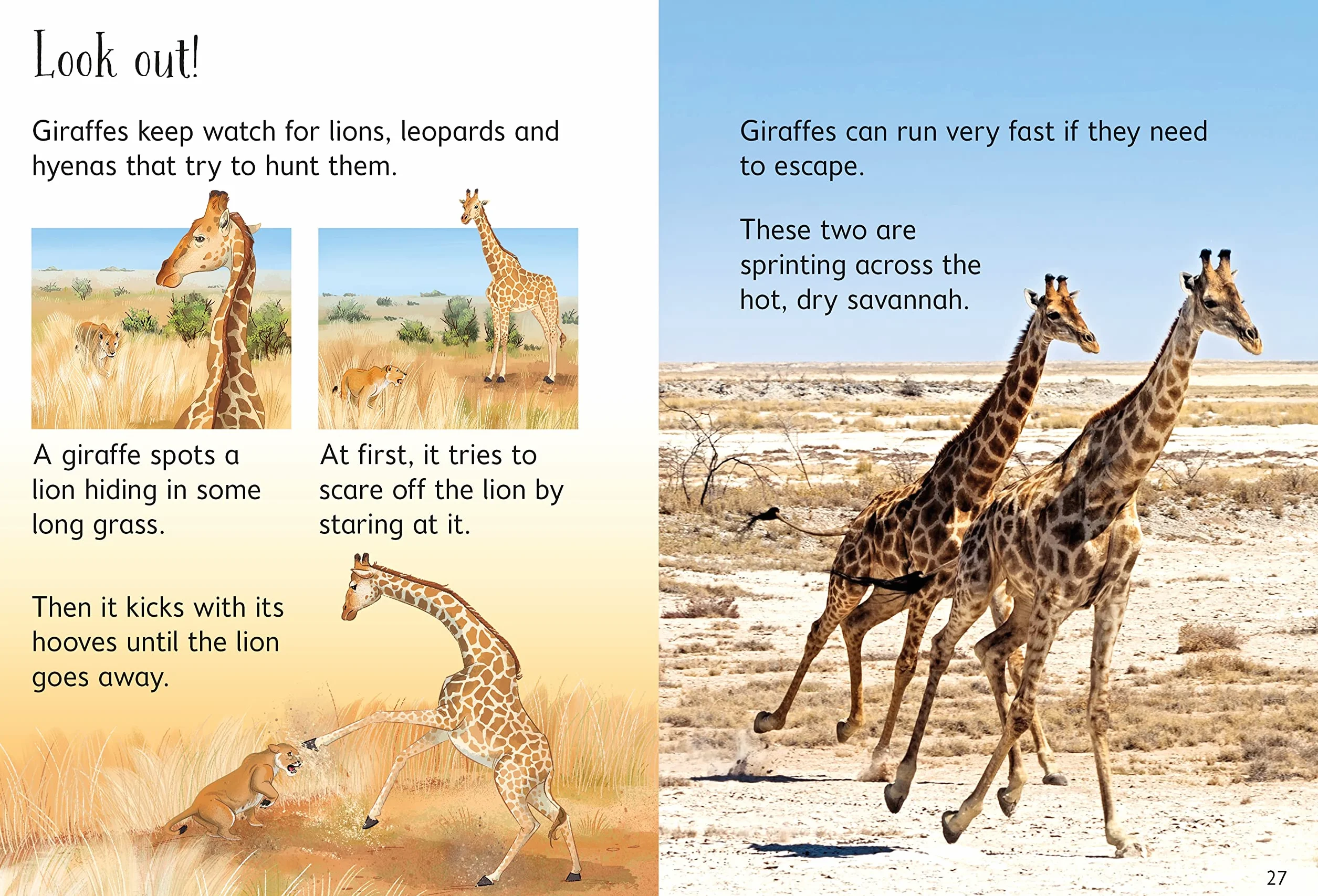 Giraffes (Beginners)