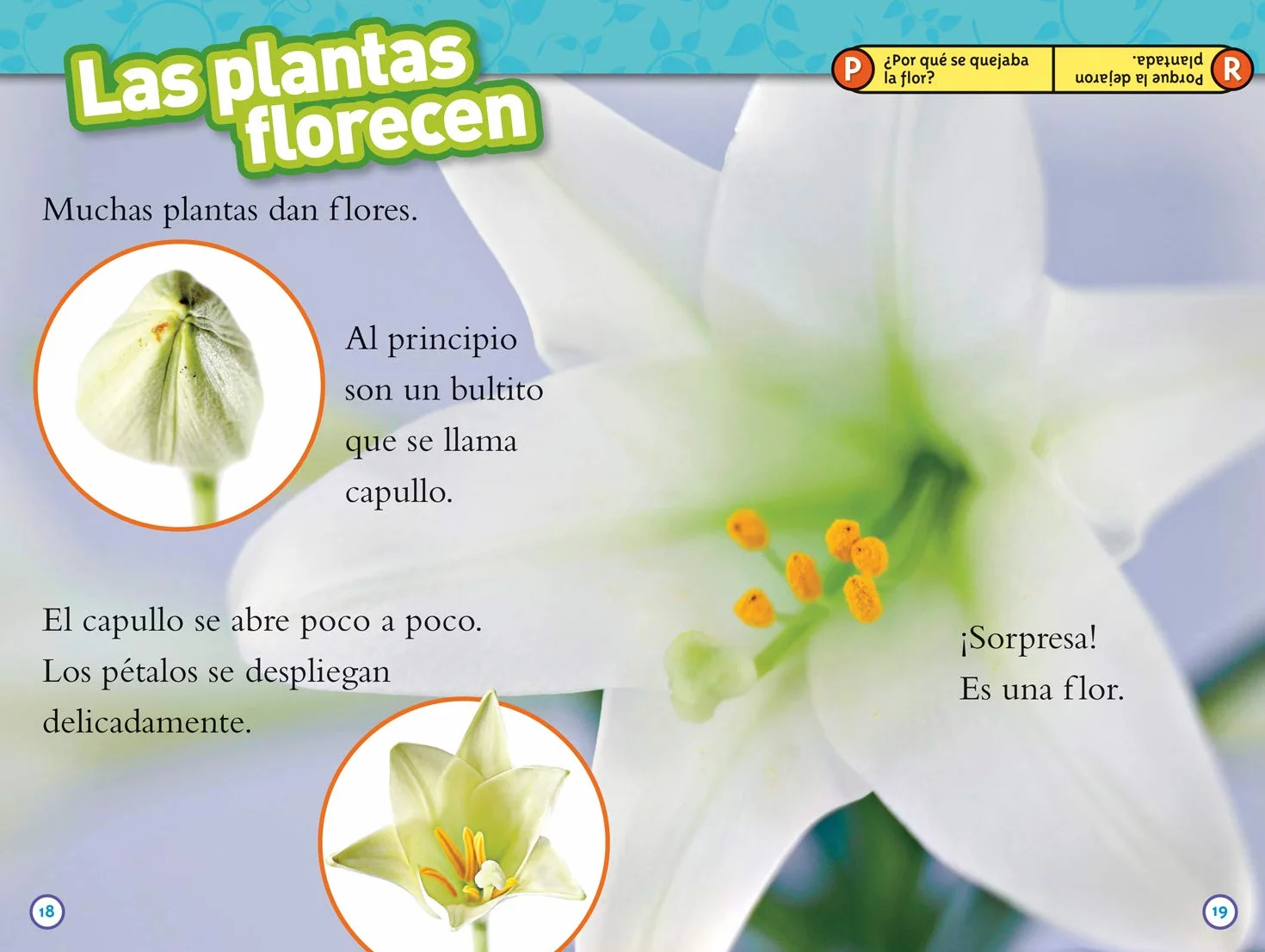De Semilla a Planta (L1)