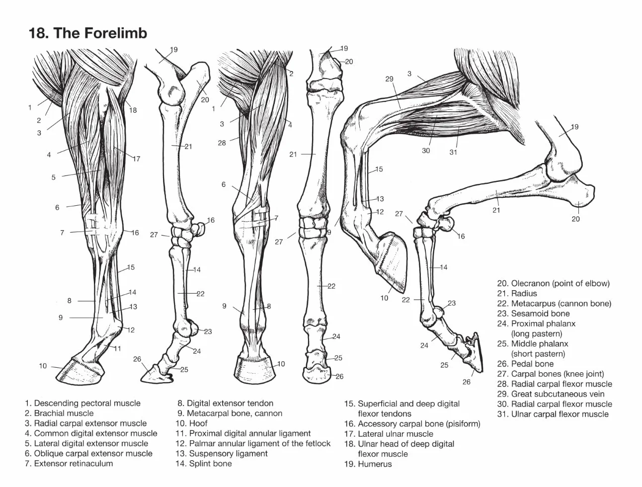 Horse Anatomy