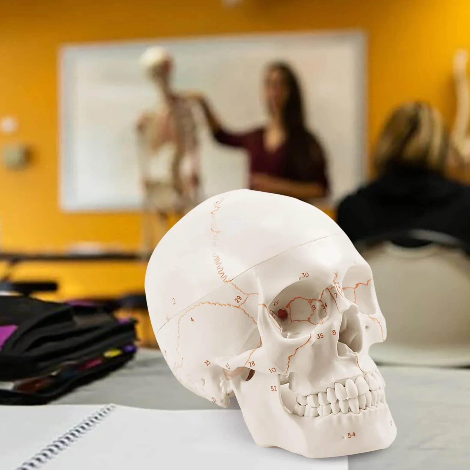 Anatomiczny model naturalnej wielkości ludzkiej czaszki ulepszony za pomocą najnowszych laserowo grawerowanych czcionek, bez odręcznego pisania, bez zadziorów dla studentów medycyny