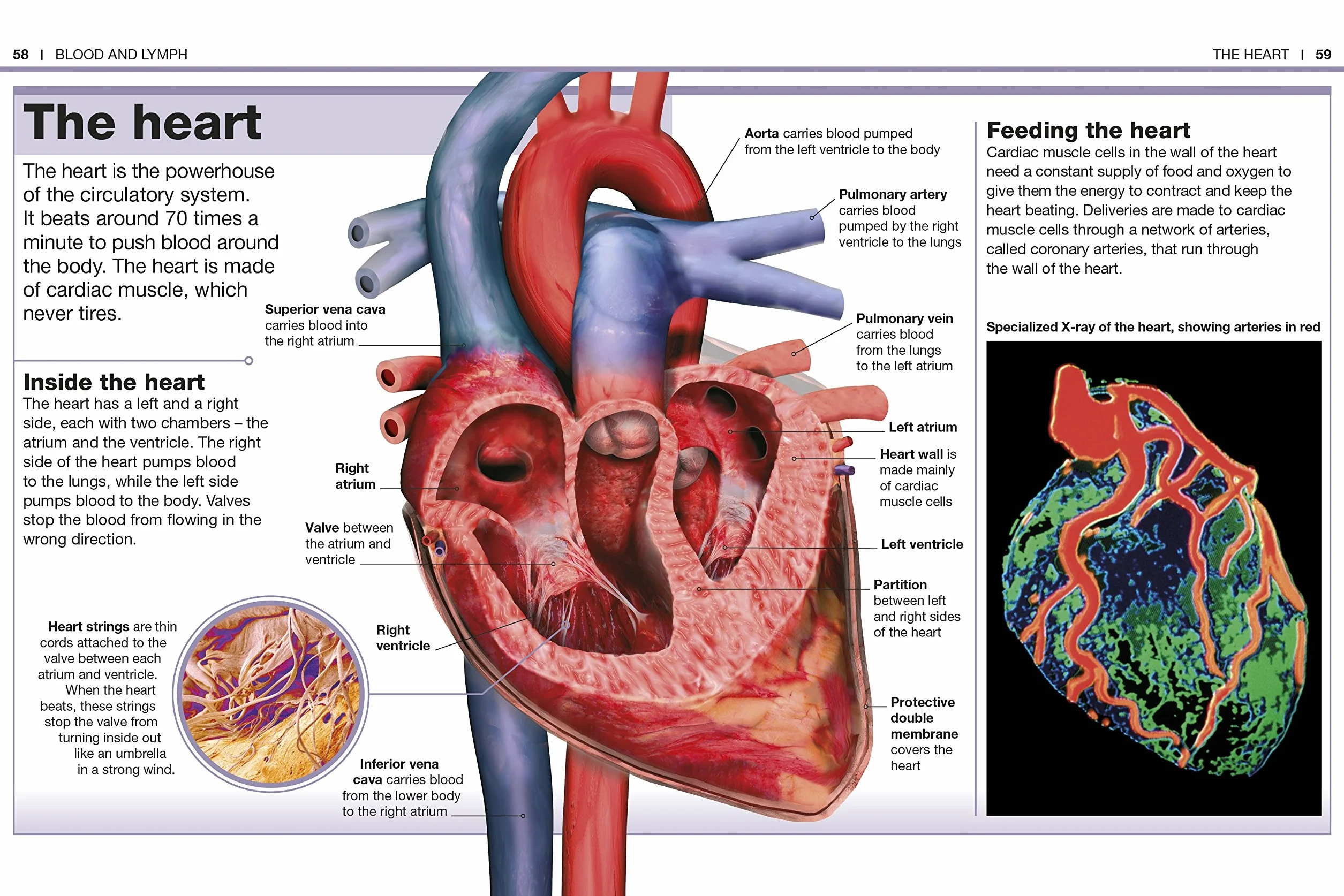 Pocket Eyewitness Human Body: Facts at Your Fingertips