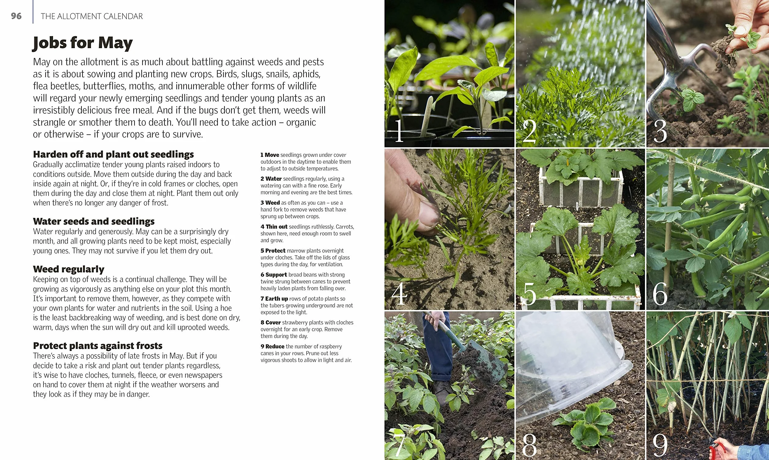 Allotment Month By Month: Grow your Own Fruit and Vegetables, Know What to do When