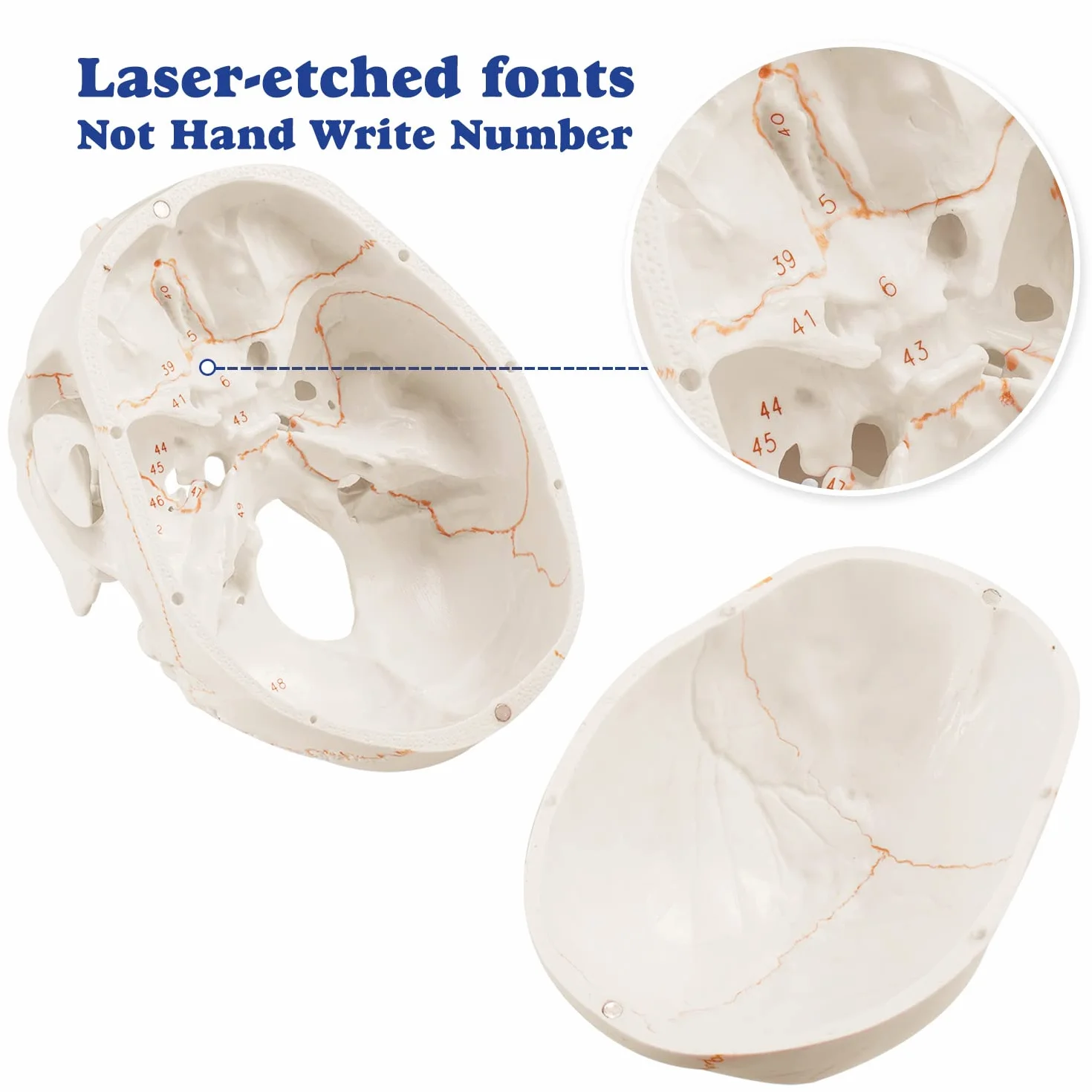 Anatomiczny model naturalnej wielkości ludzkiej czaszki ulepszony za pomocą najnowszych laserowo grawerowanych czcionek, bez odręcznego pisania, bez zadziorów dla studentów medycyny