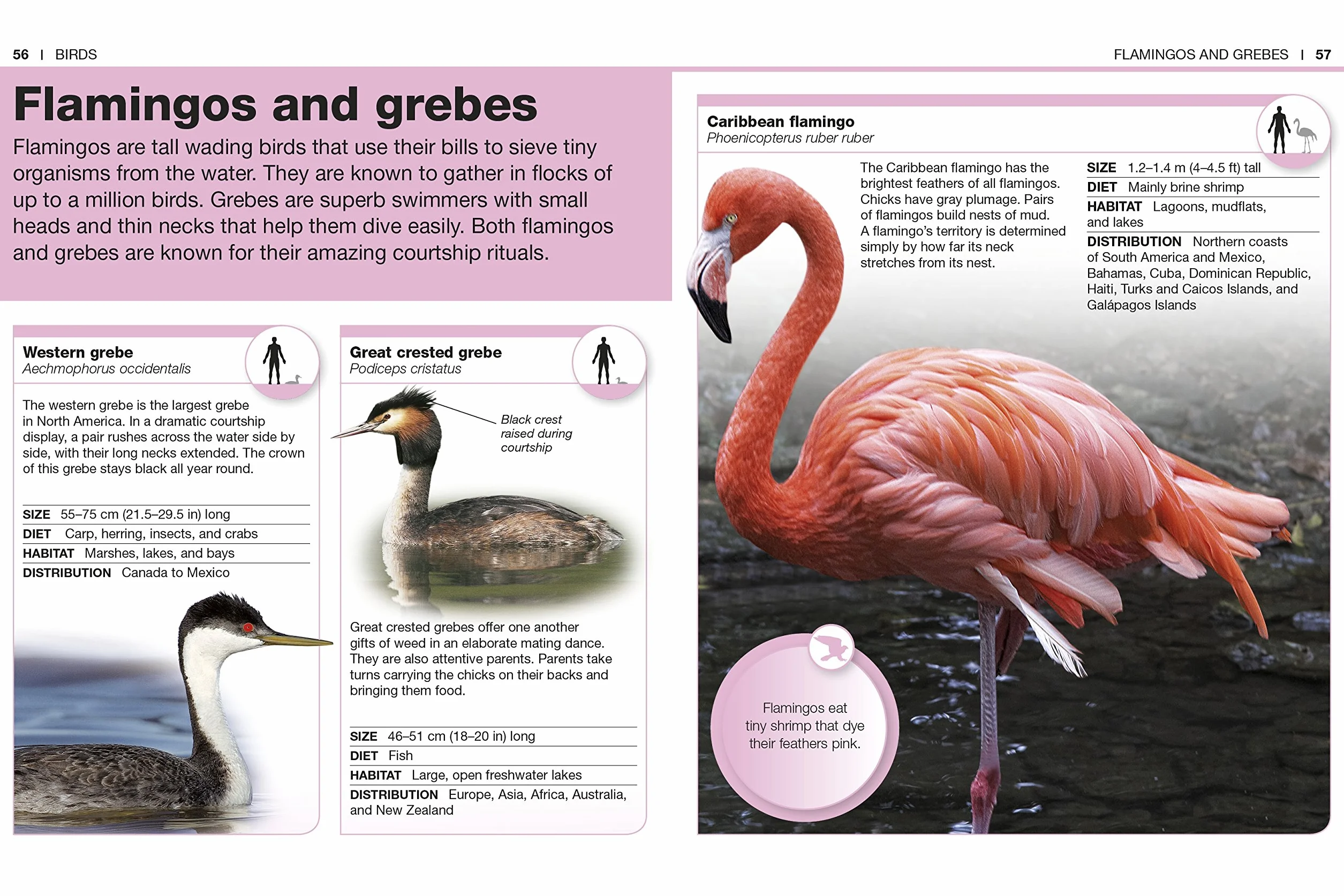 Animals (Pocket Eyewitness)