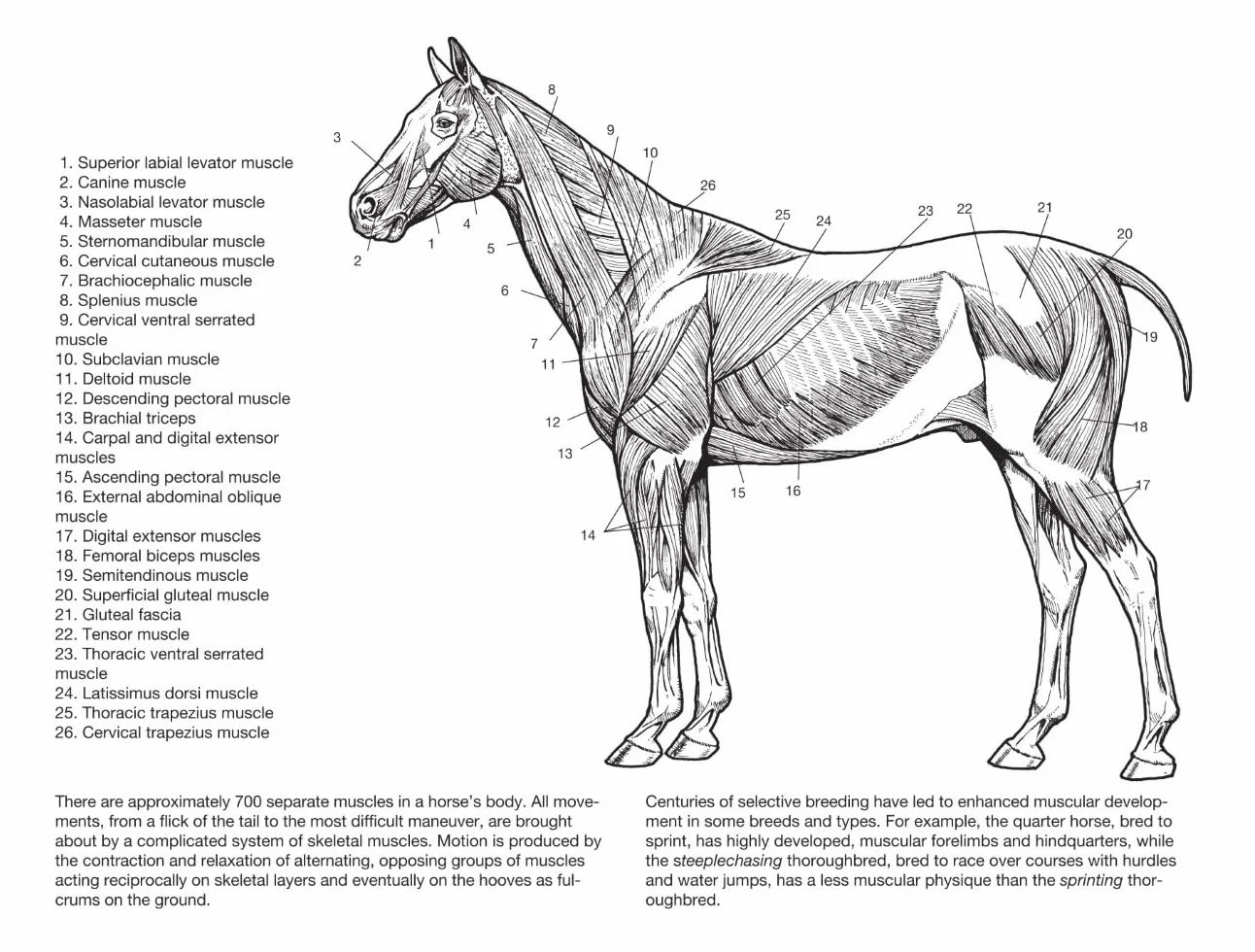 Horse Anatomy