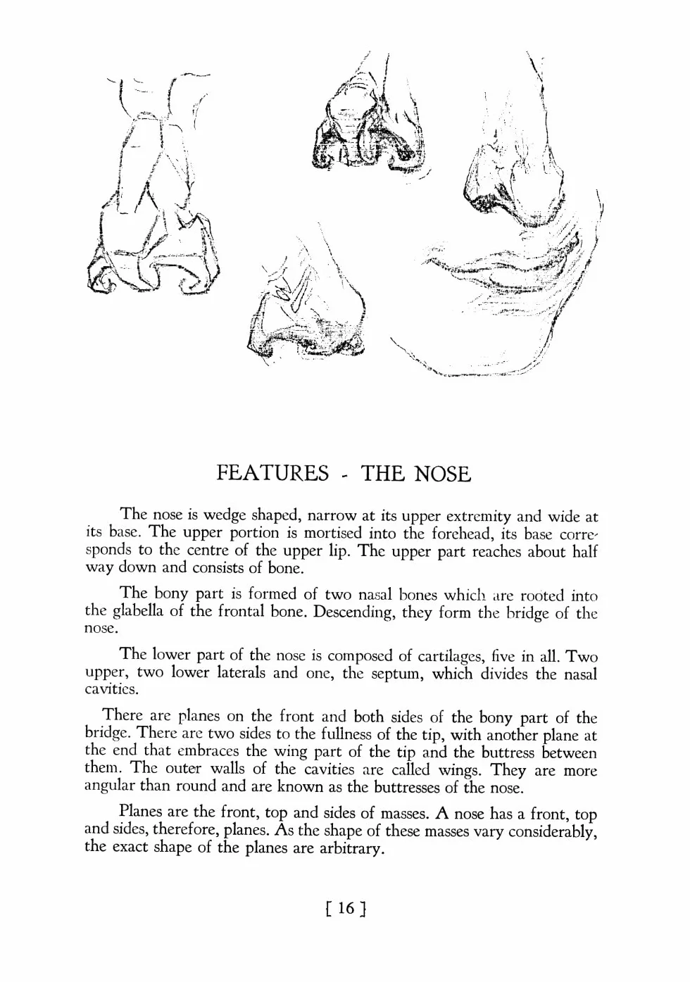 Heads, Features and Faces
