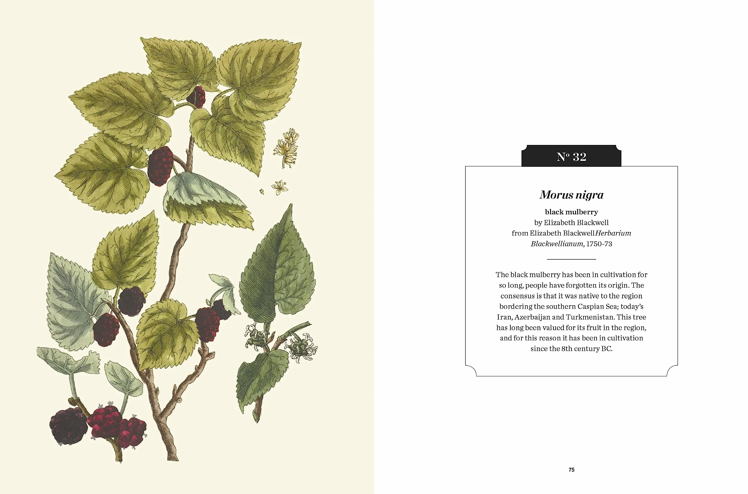 Kew Pocketbooks: Trees