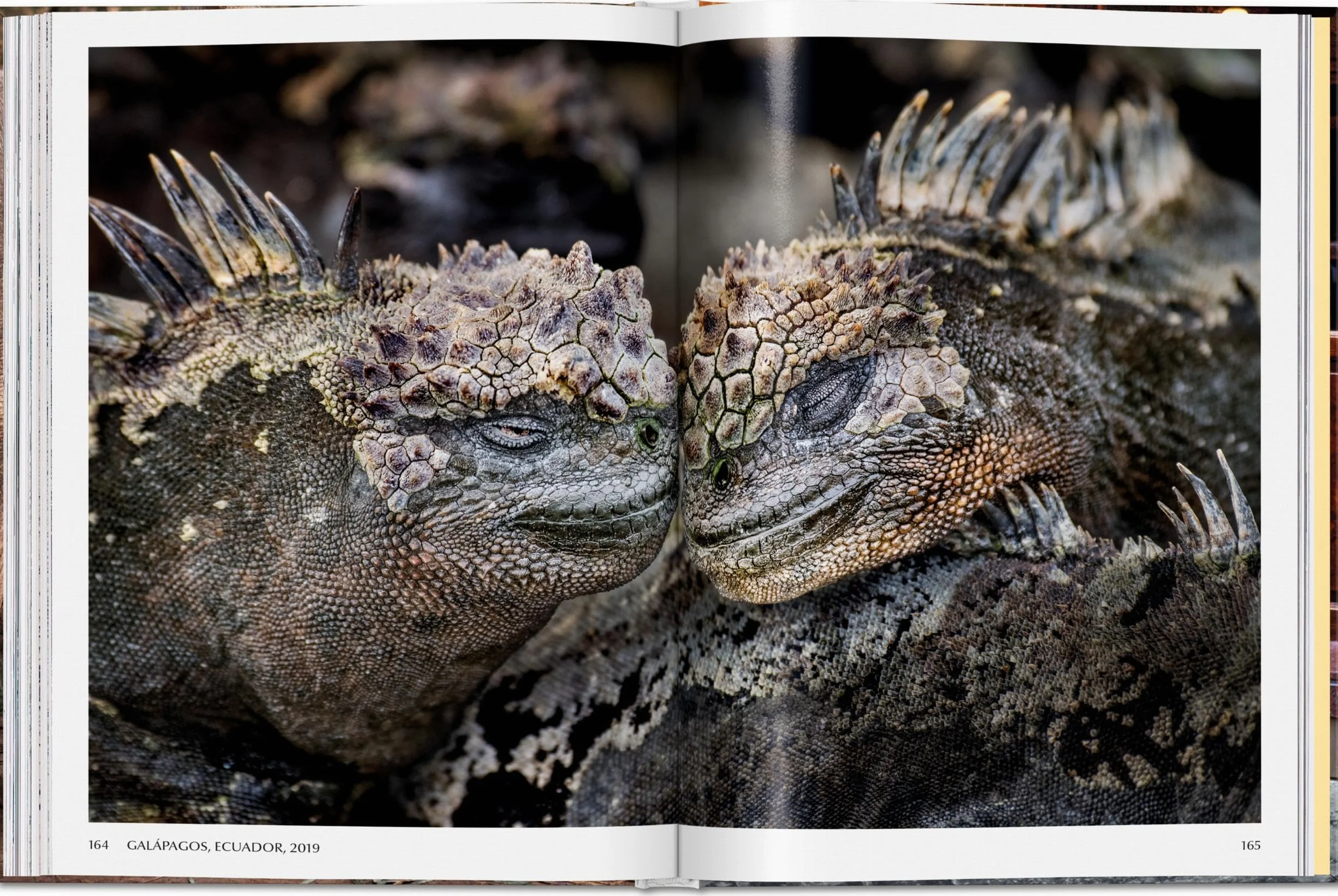Steve mccurry. animals