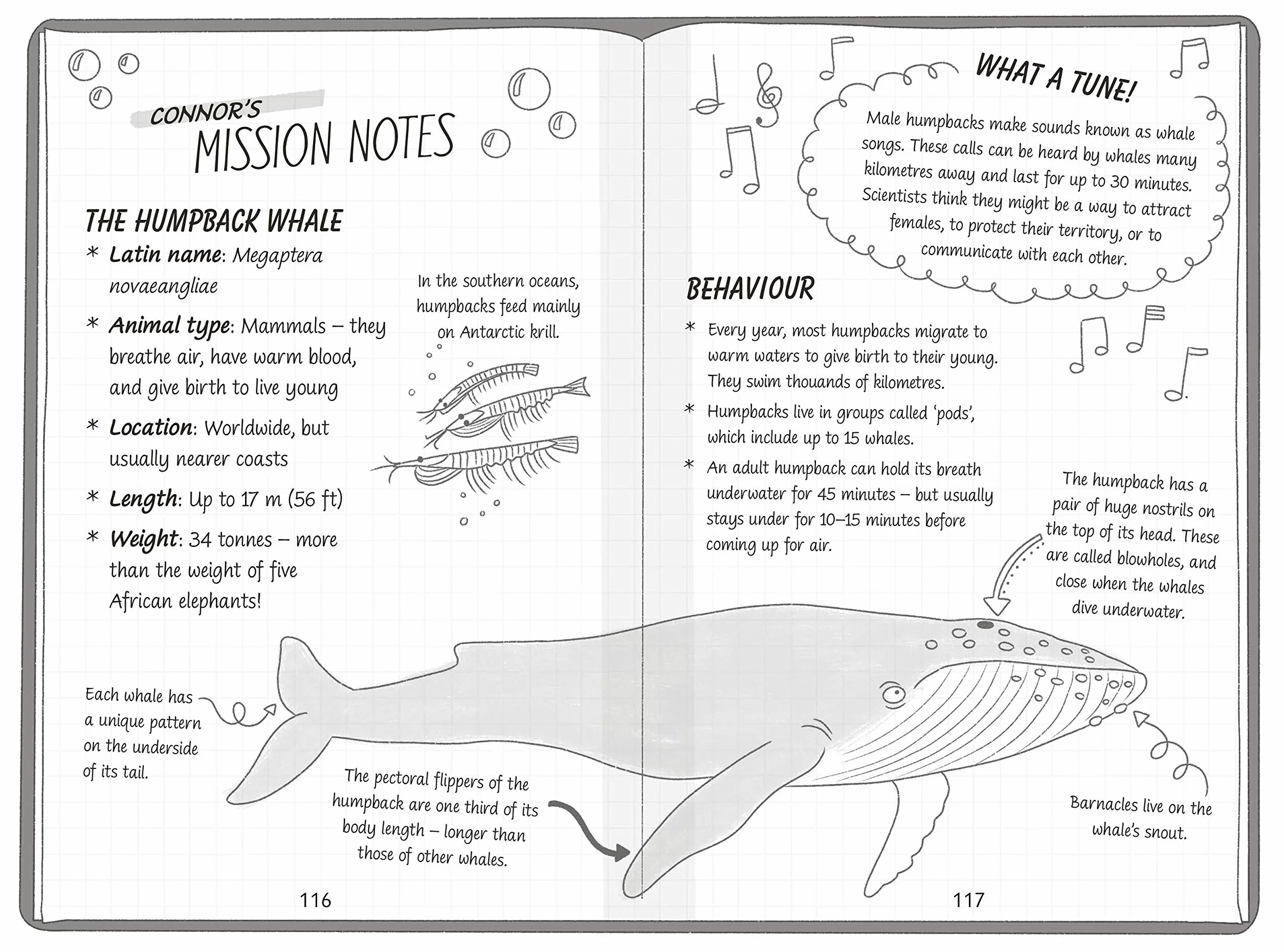 The Secret Explorers and the Lost Whales