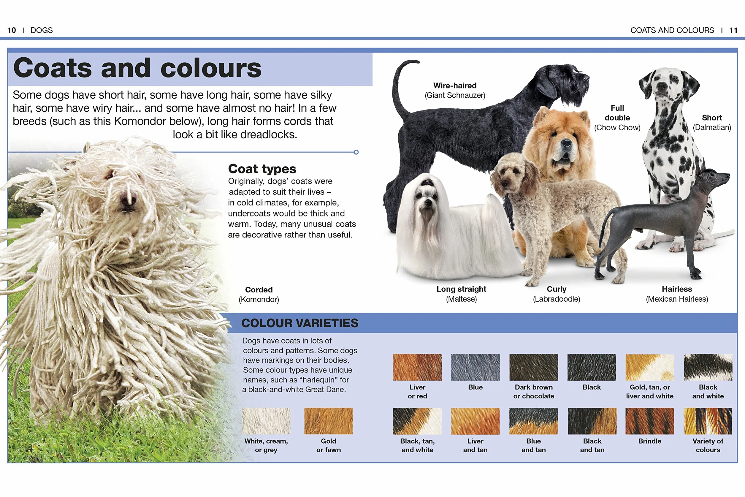 Pocket Eyewitness Dogs: Facts at Your Fingertips