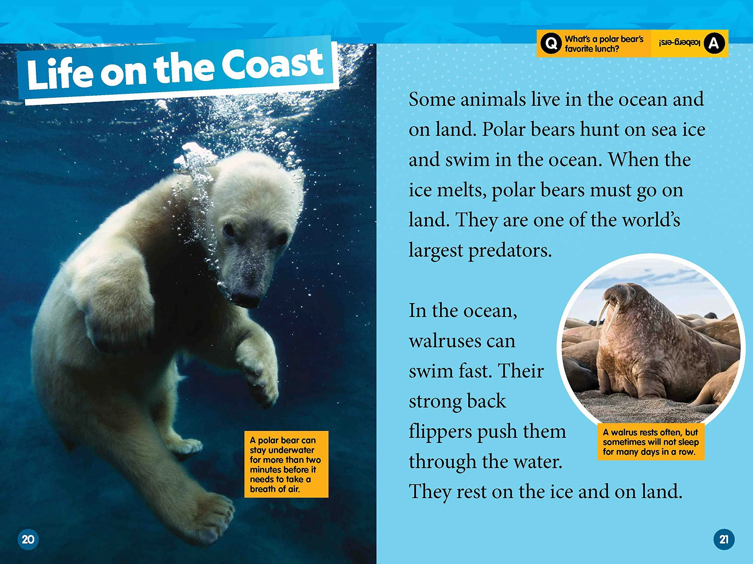 Arctic Animals: Level 2