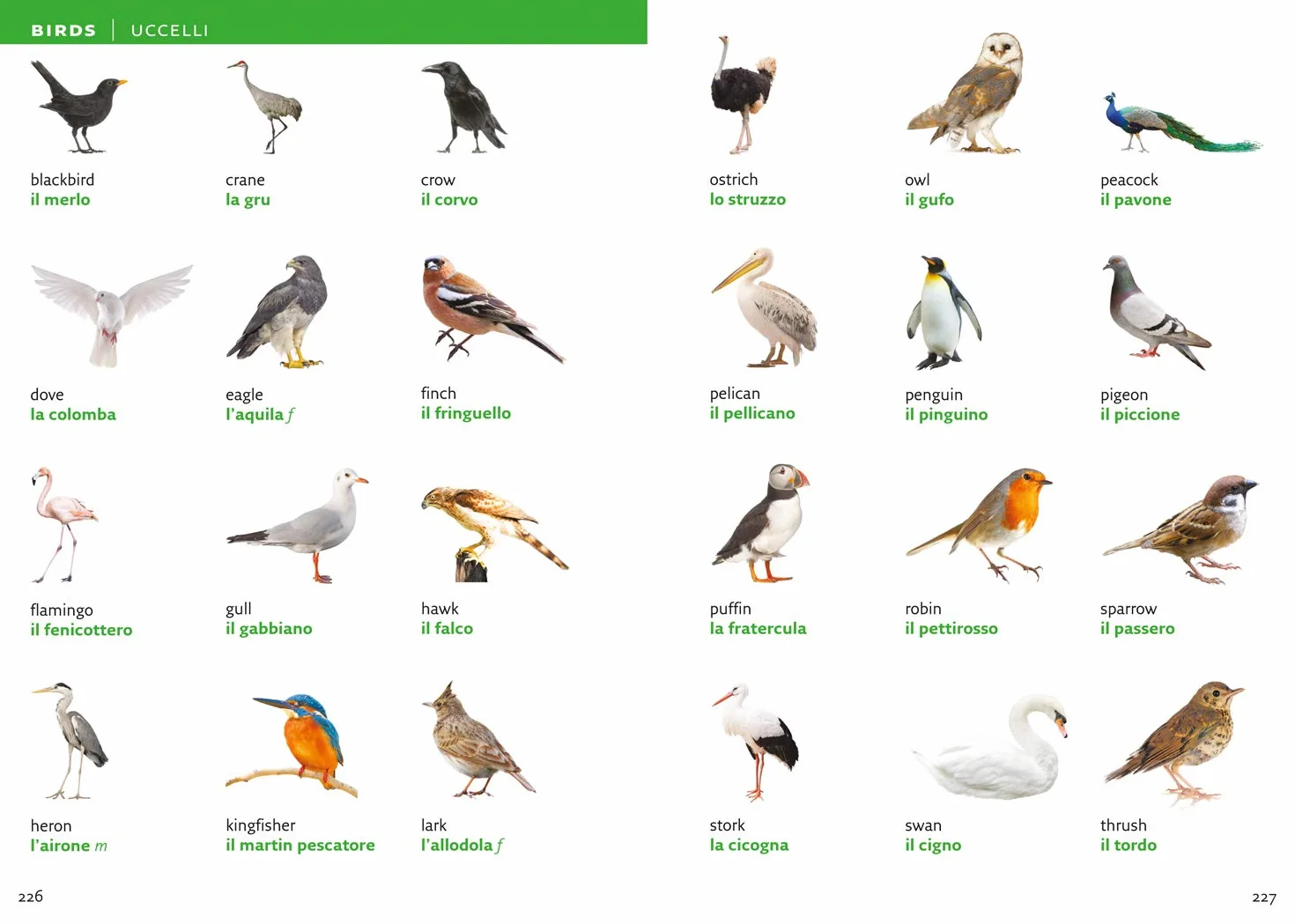 Italian Visual Dictionary: A photo guide to everyday words and phrases in Italian