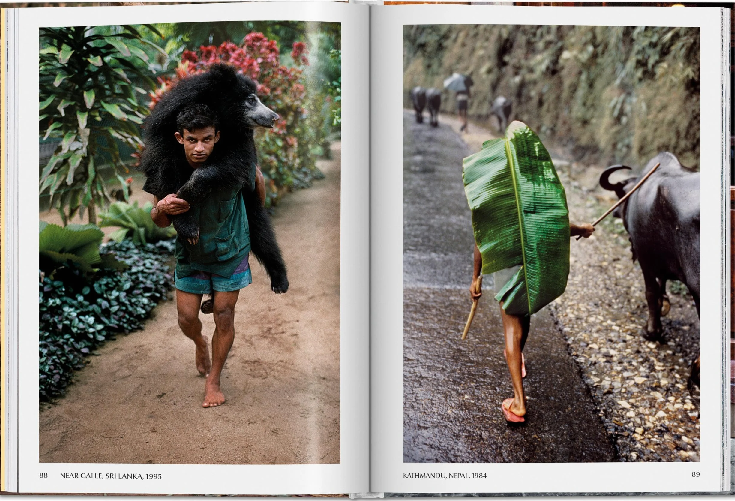 Steve mccurry. animals