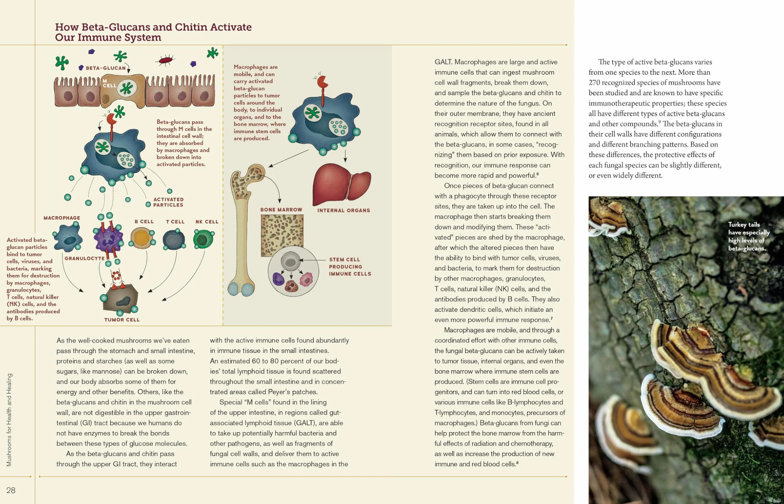 Christopher Hobbs's Medicinal Mushrooms: The Essential Guide: Boost Immunity, Improve Memory, Fight Cancer, Stop Infection, and Expand Your Consciousness