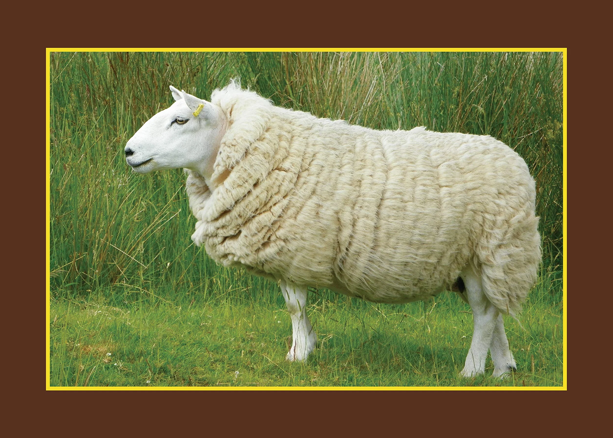 Know Your Sheep