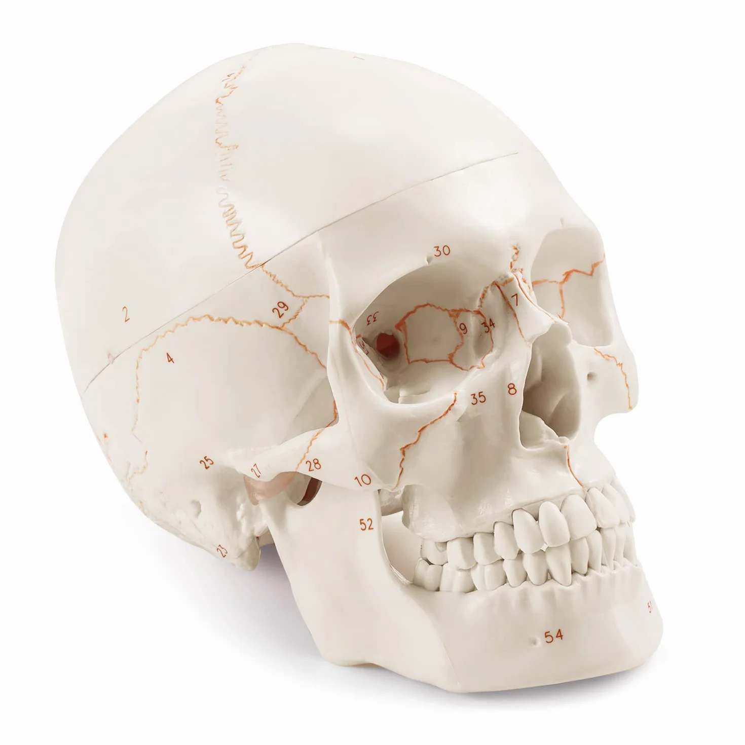 Anatomiczny model naturalnej wielkości ludzkiej czaszki ulepszony za pomocą najnowszych laserowo grawerowanych czcionek, bez odręcznego pisania, bez zadziorów dla studentów medycyny